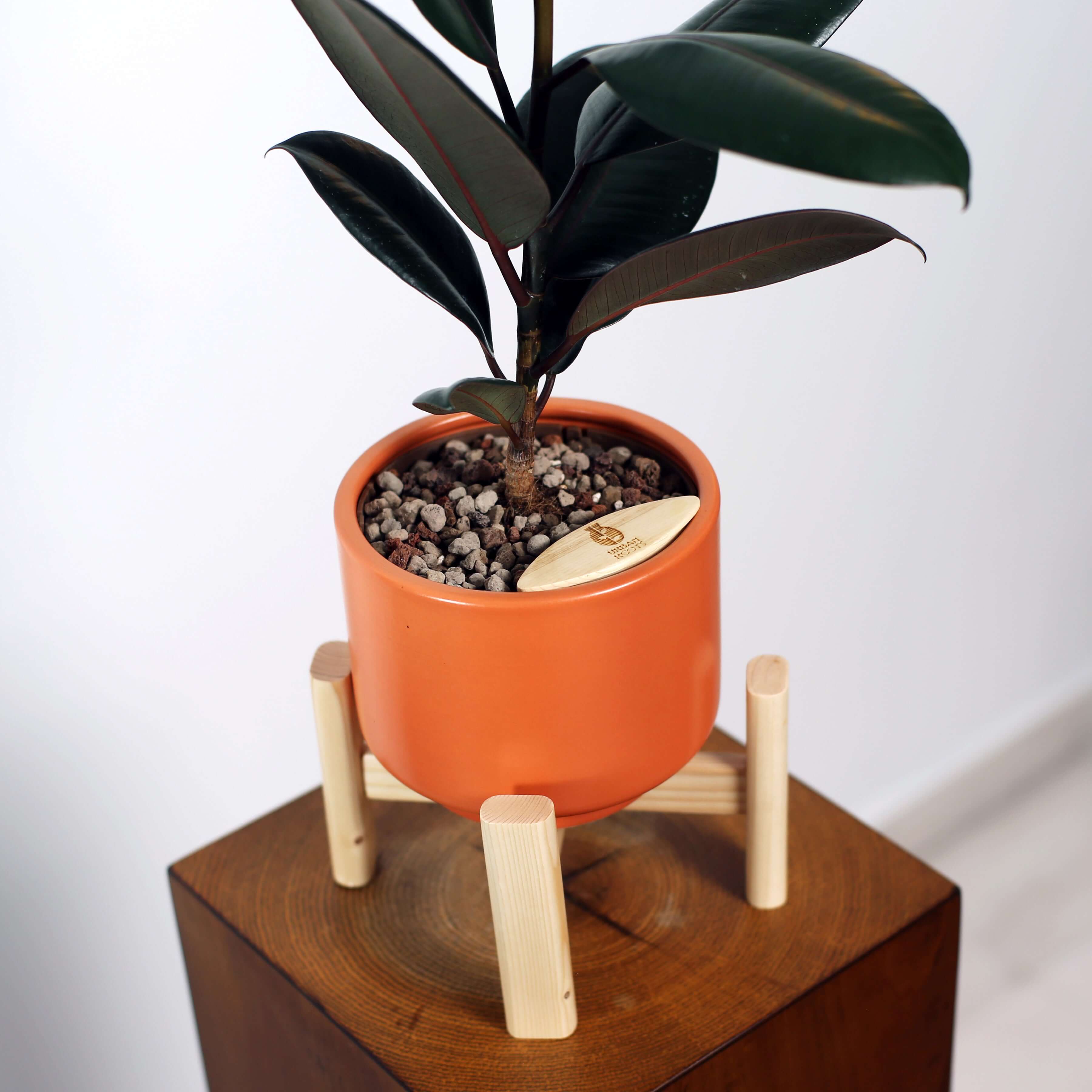 Rubber Fig in Haku pot (Ficus Elastica)
