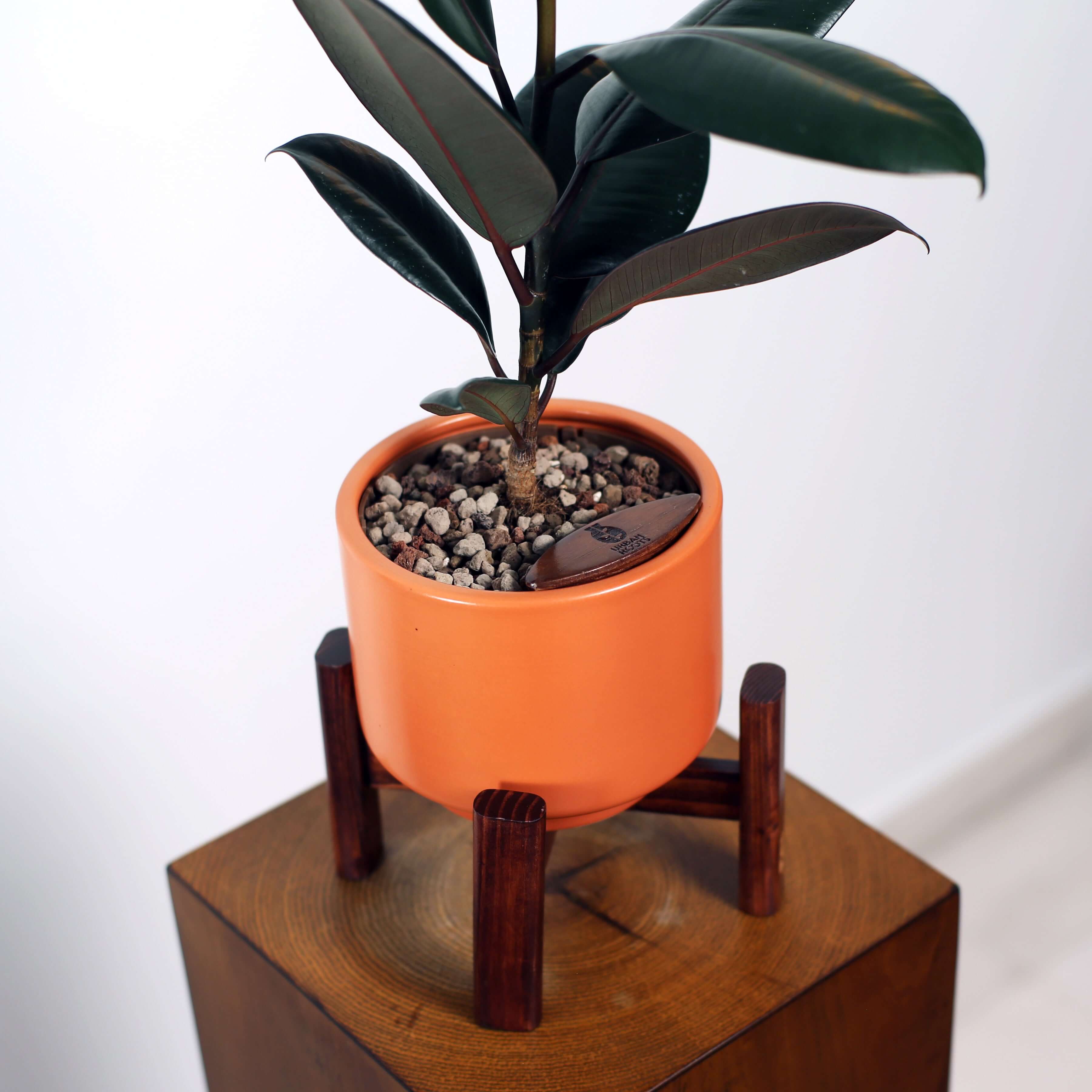 Rubber Fig in Haku pot (Ficus Elastica)