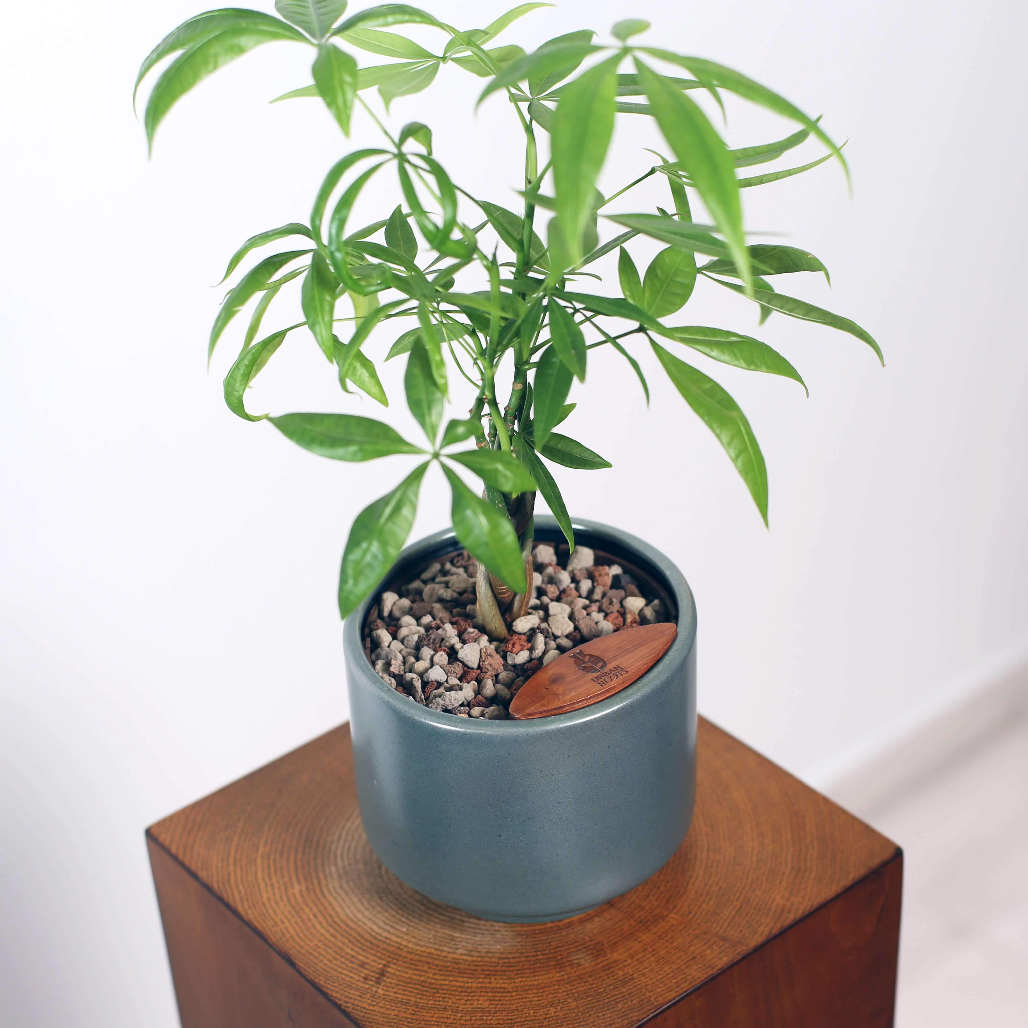 Money Tree in Haku pot (Pachira Aquatica)