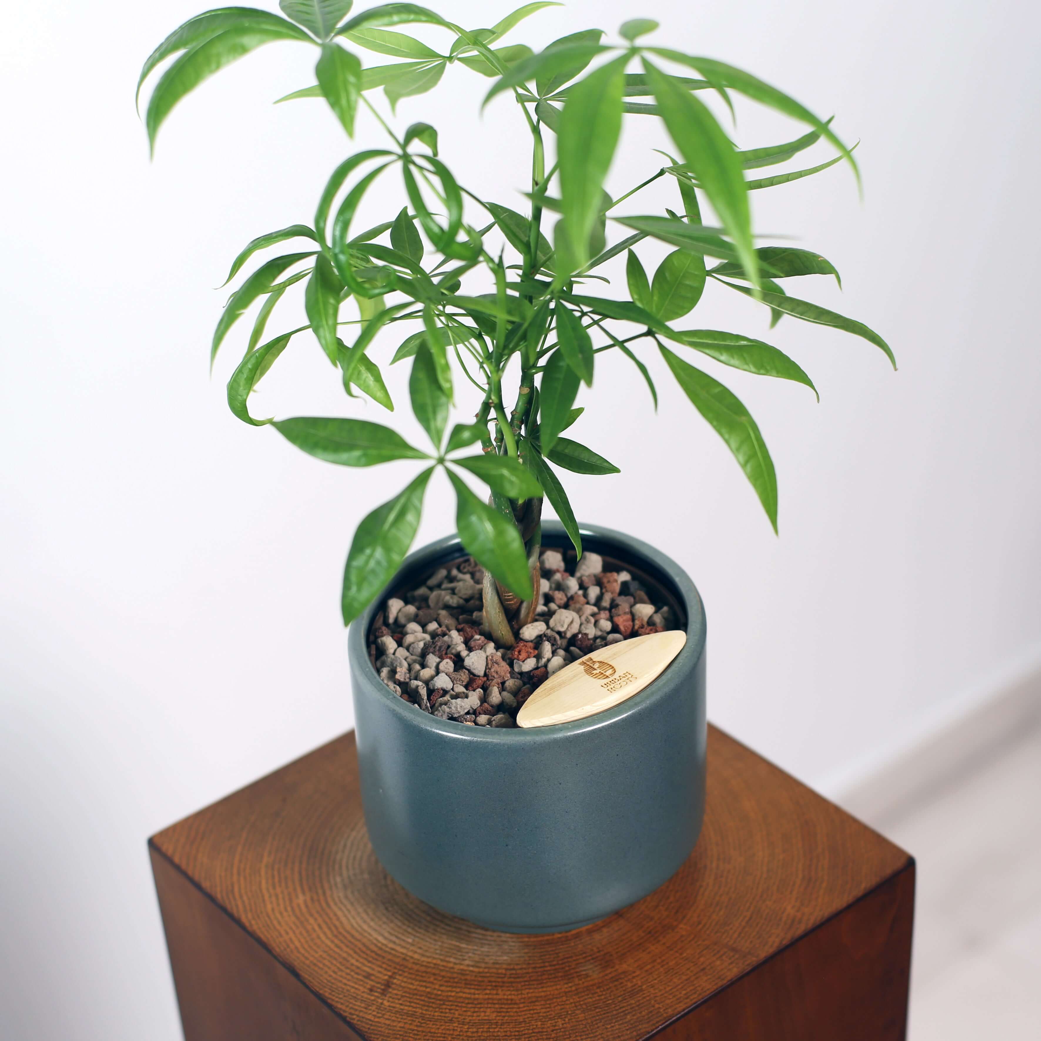 Money Tree in Haku pot (Pachira Aquatica)