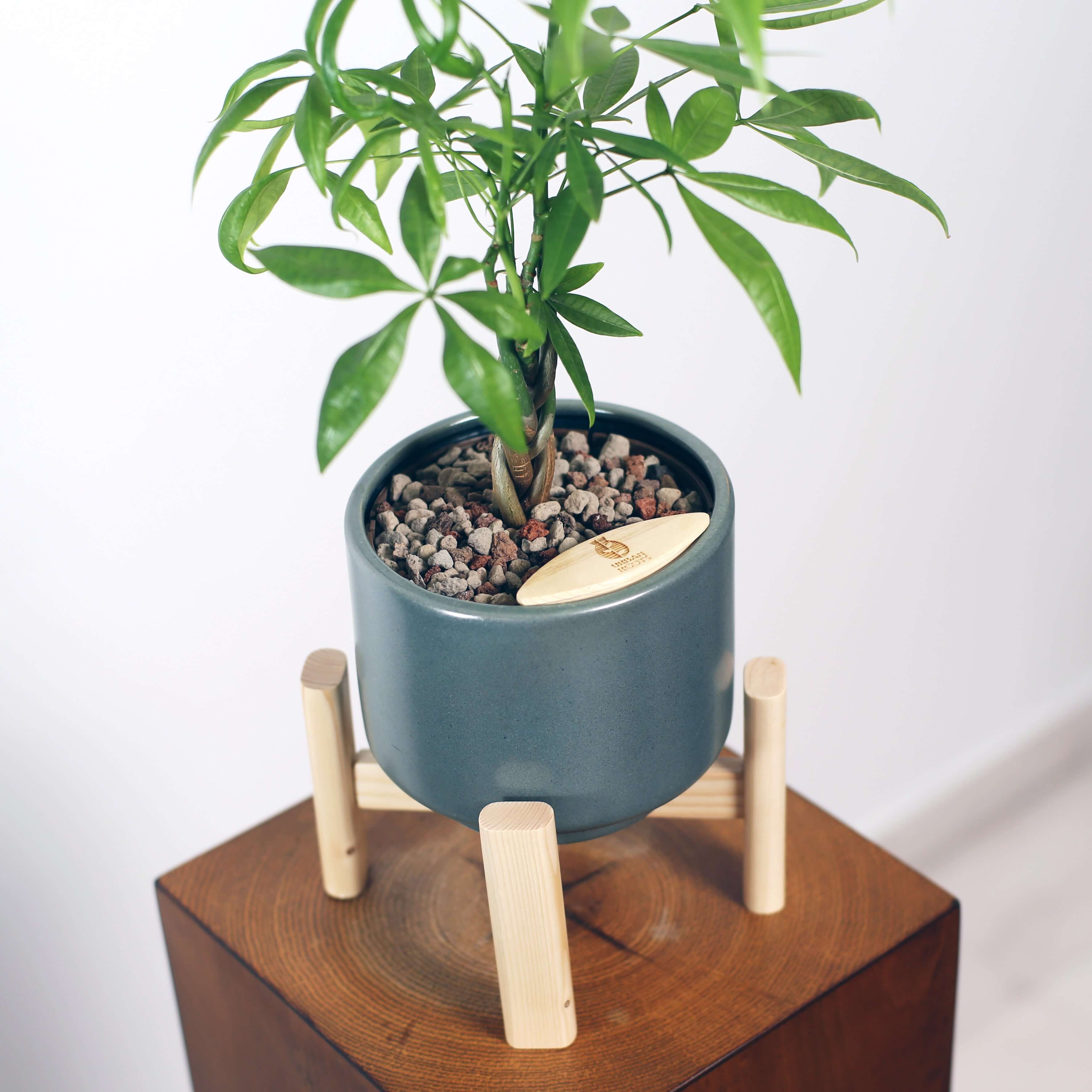 Money Tree in Haku pot (Pachira Aquatica)