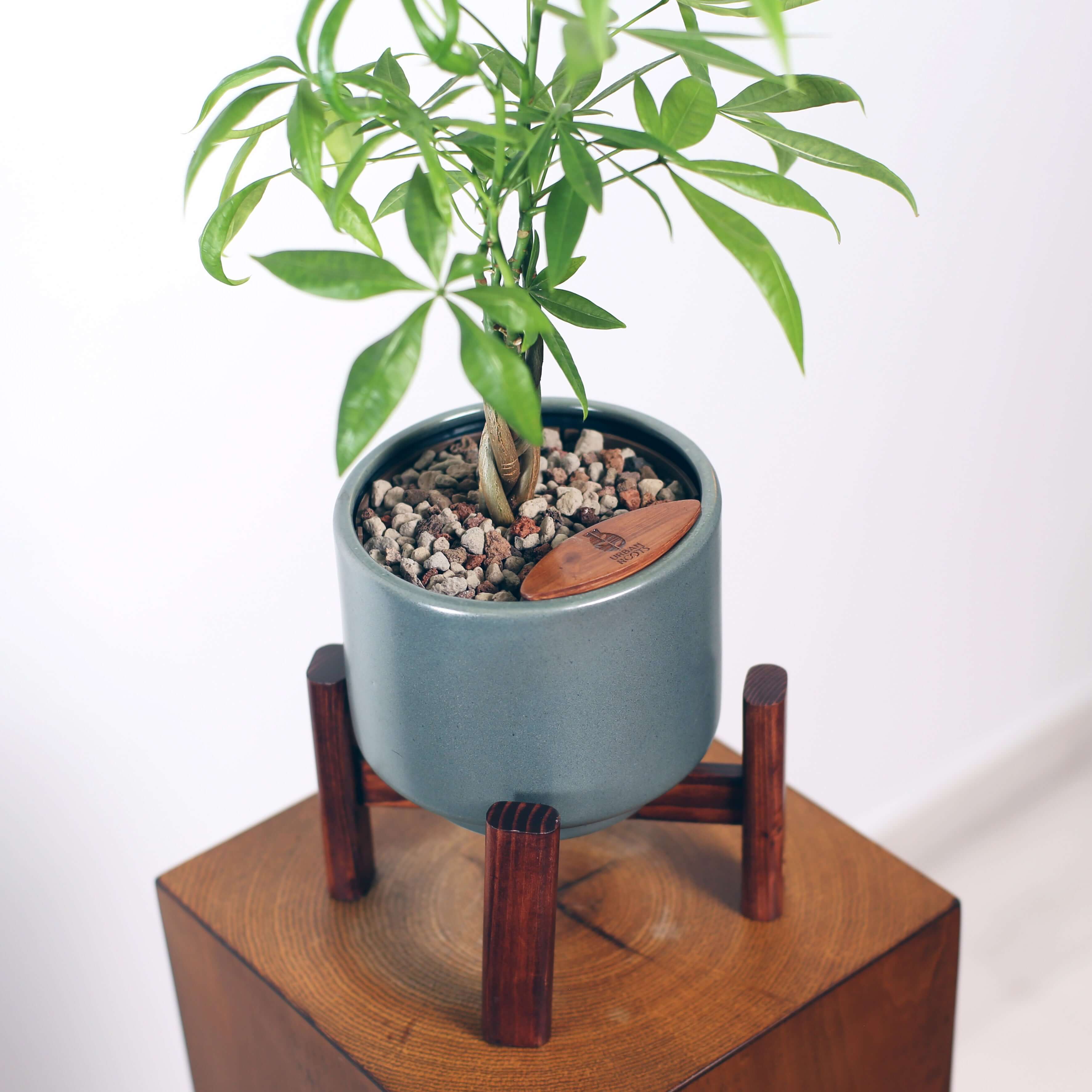 Money Tree in Haku pot (Pachira Aquatica)