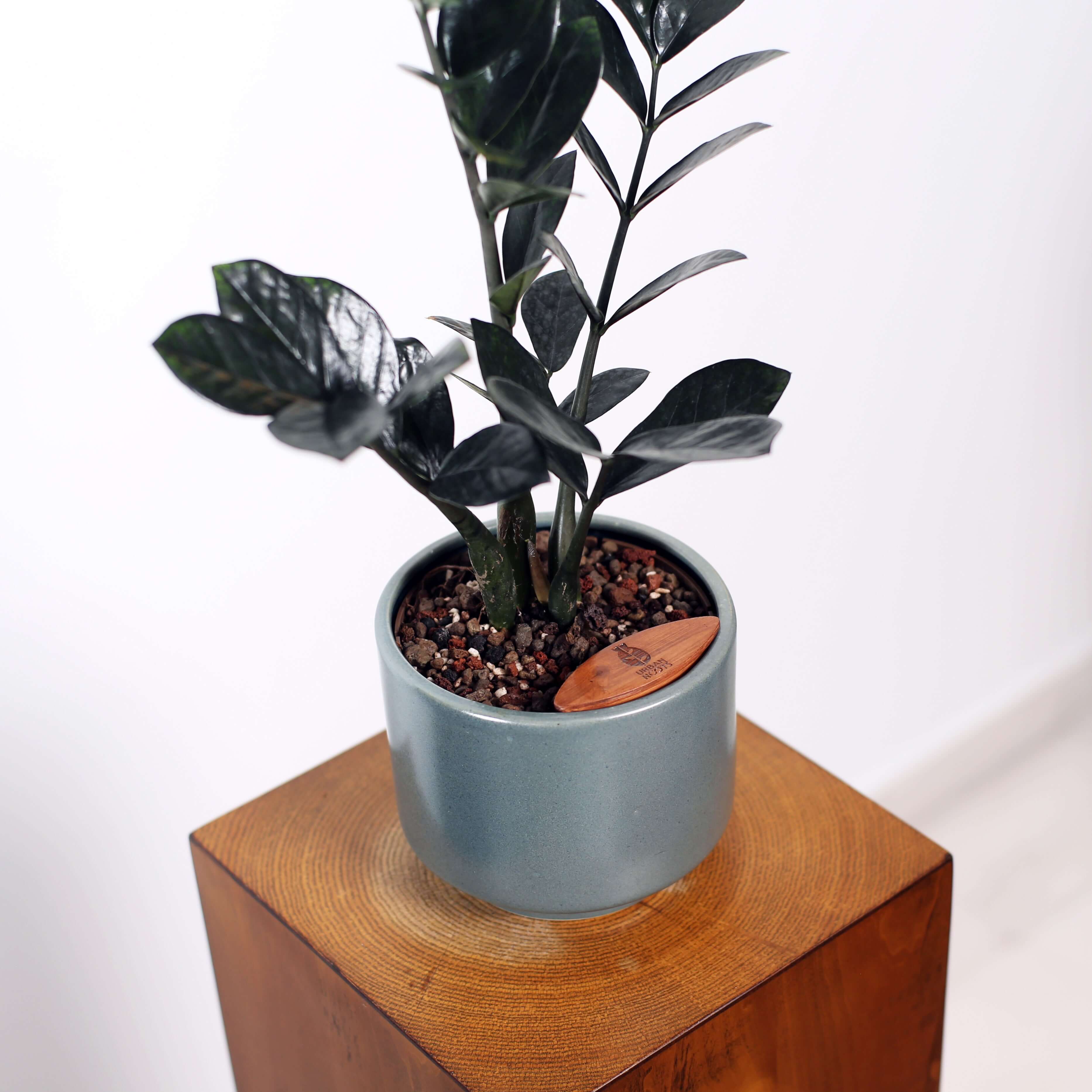 ZZ Plant in Haku pot