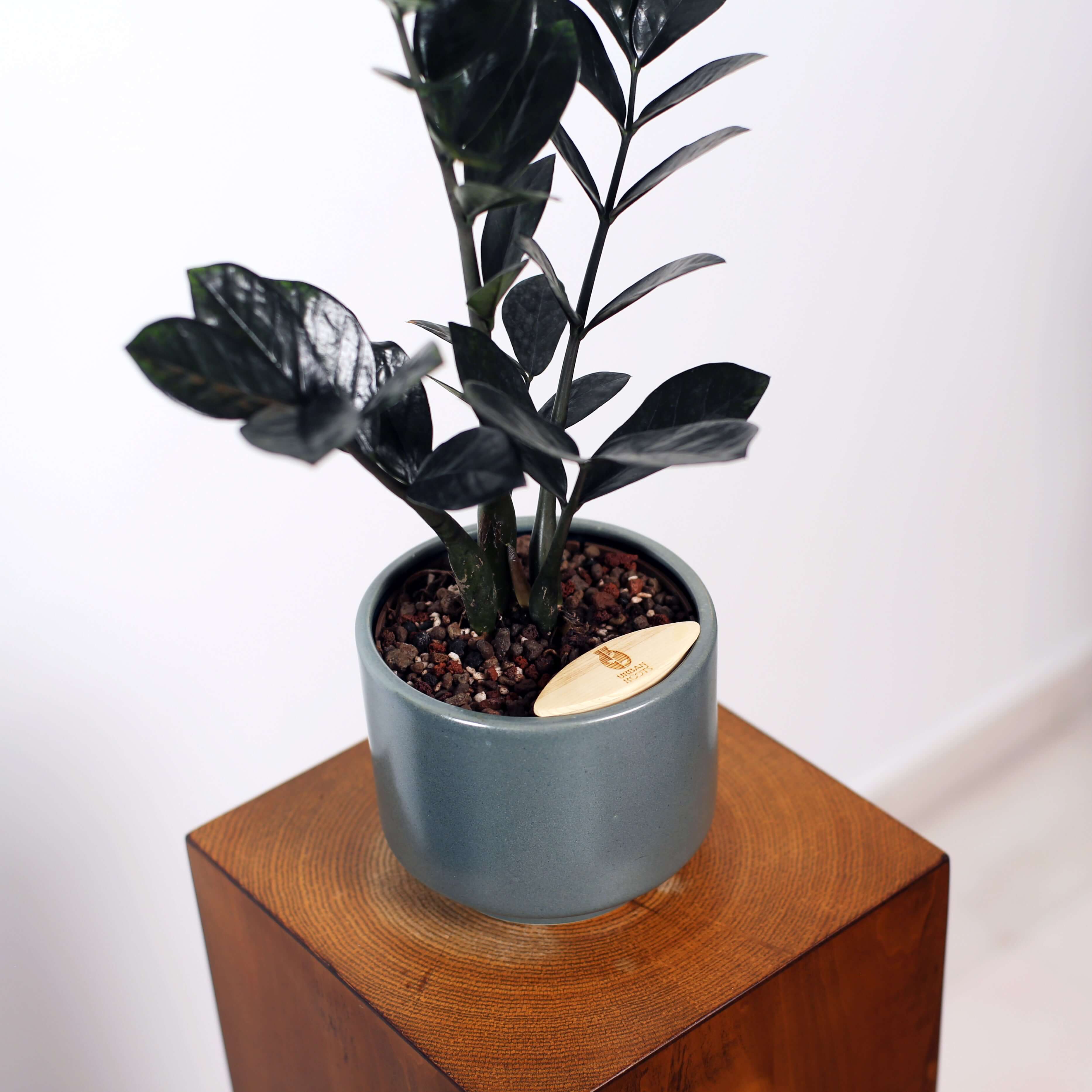ZZ Plant in Haku pot
