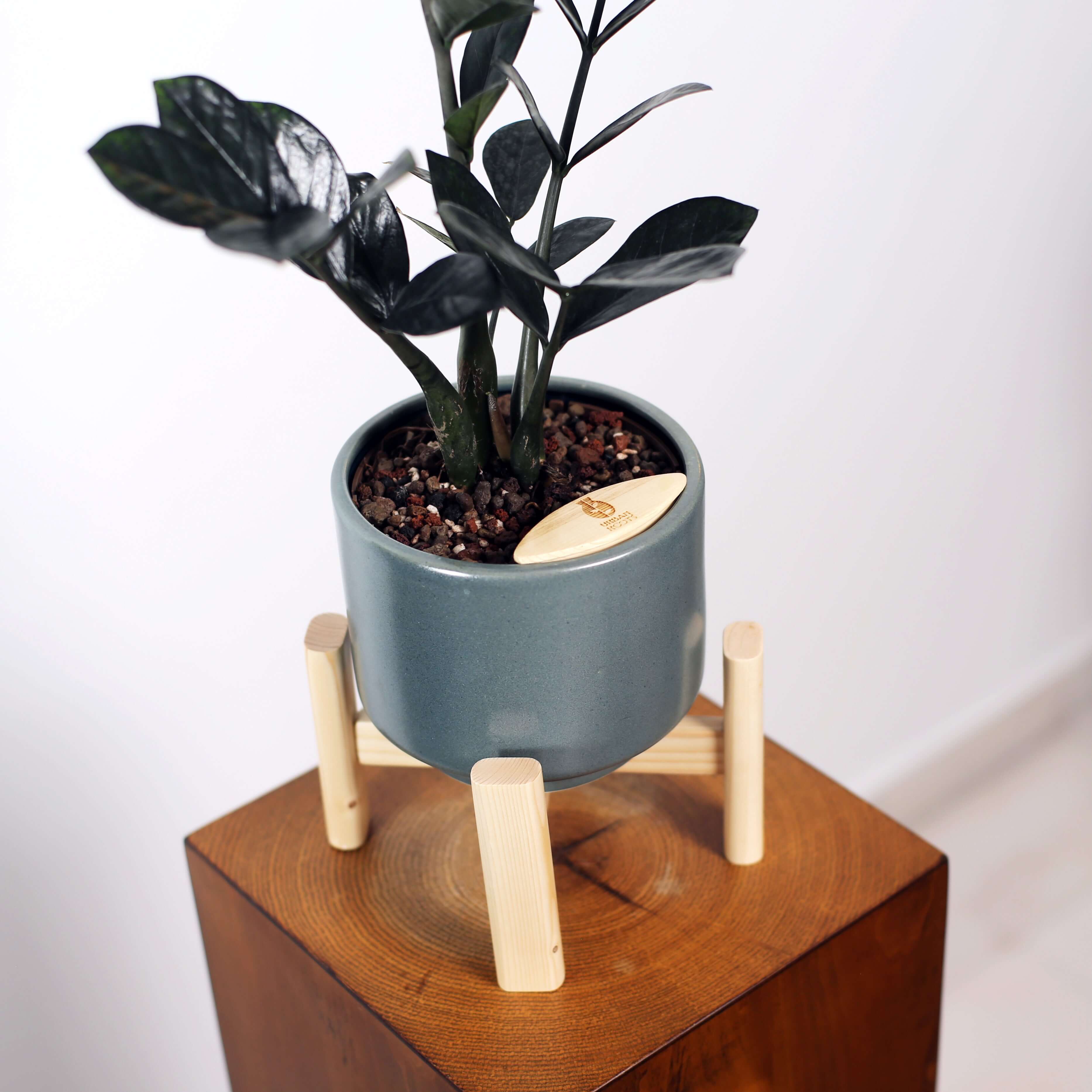 ZZ Plant in Haku pot