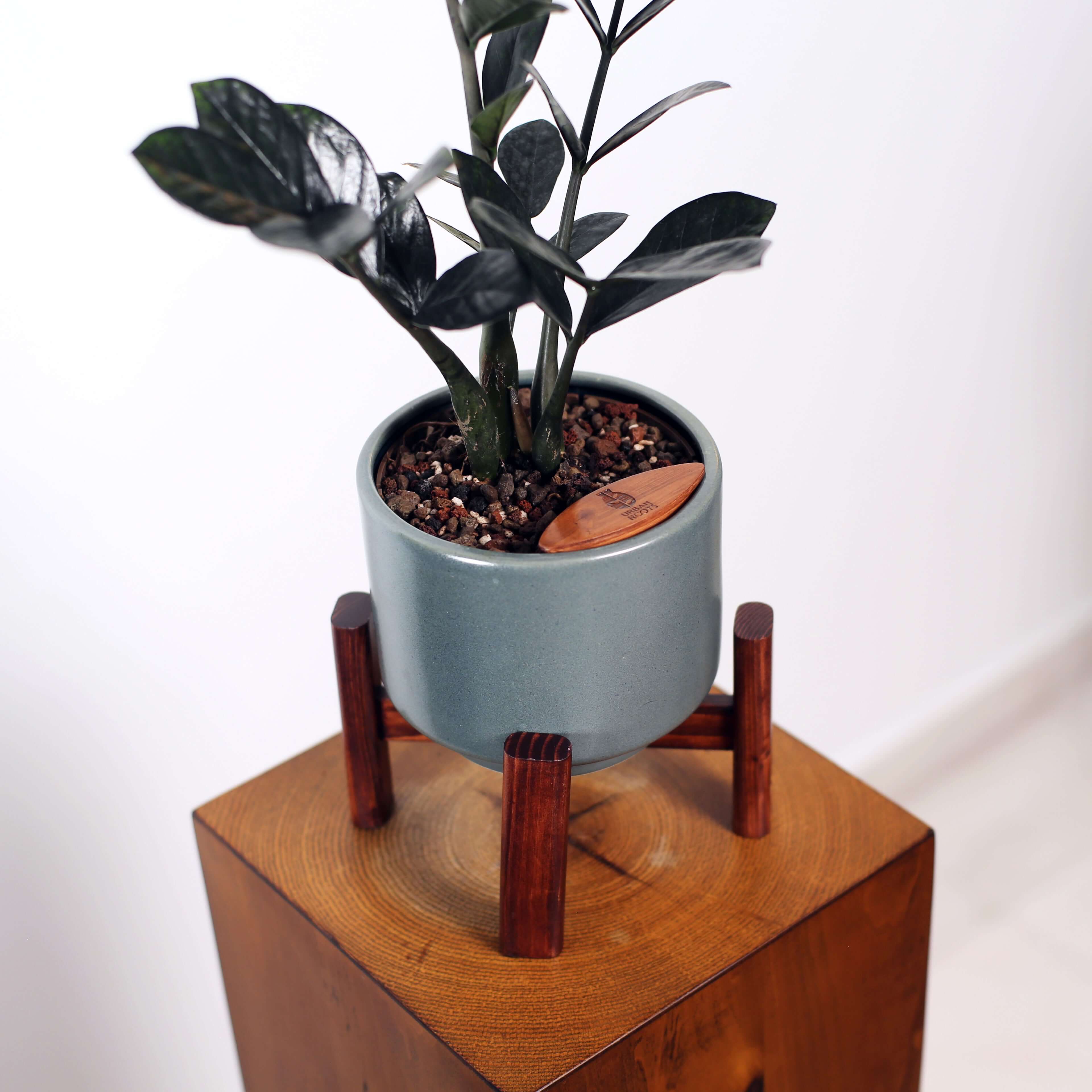 ZZ Plant in Haku pot