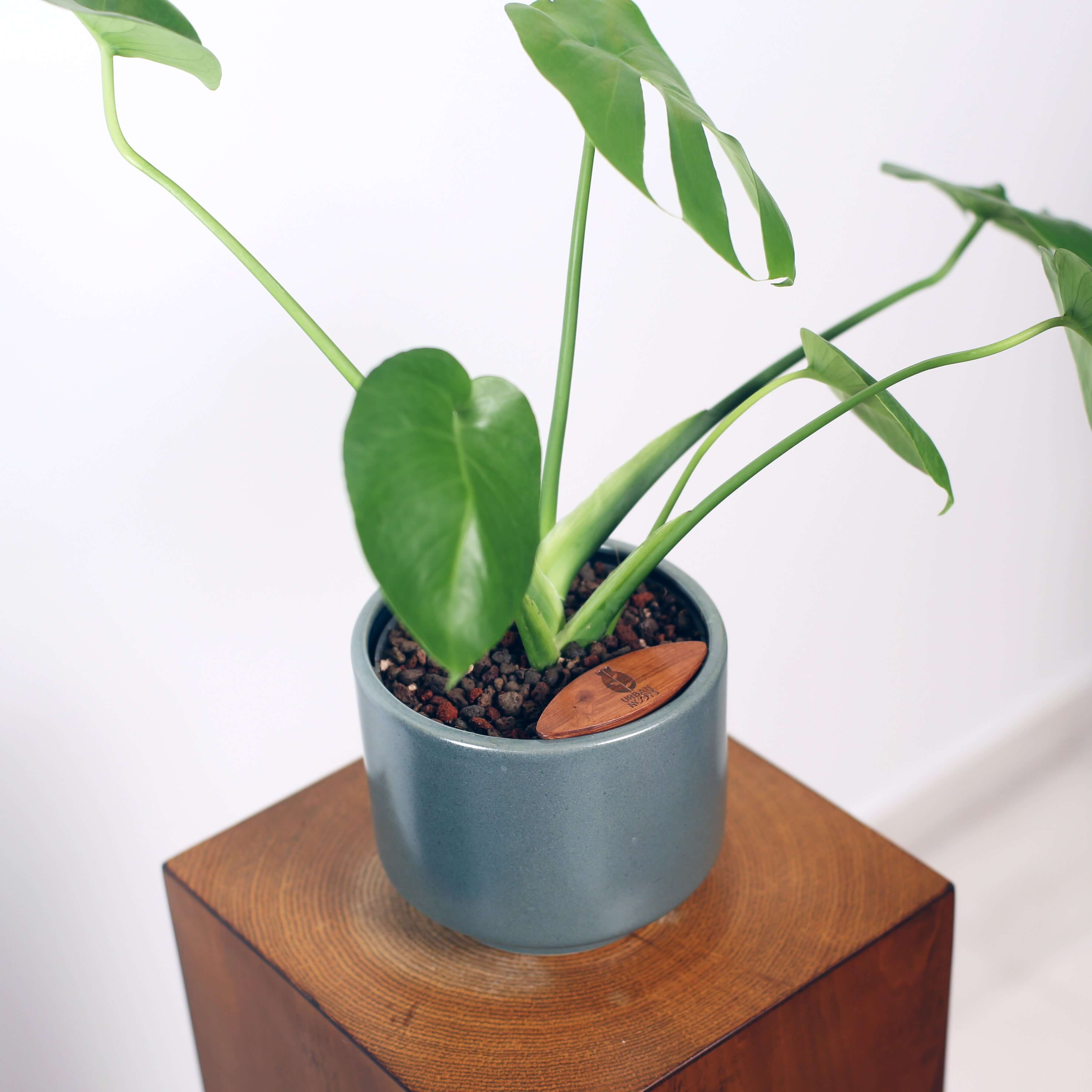 Monstera in Haku pot