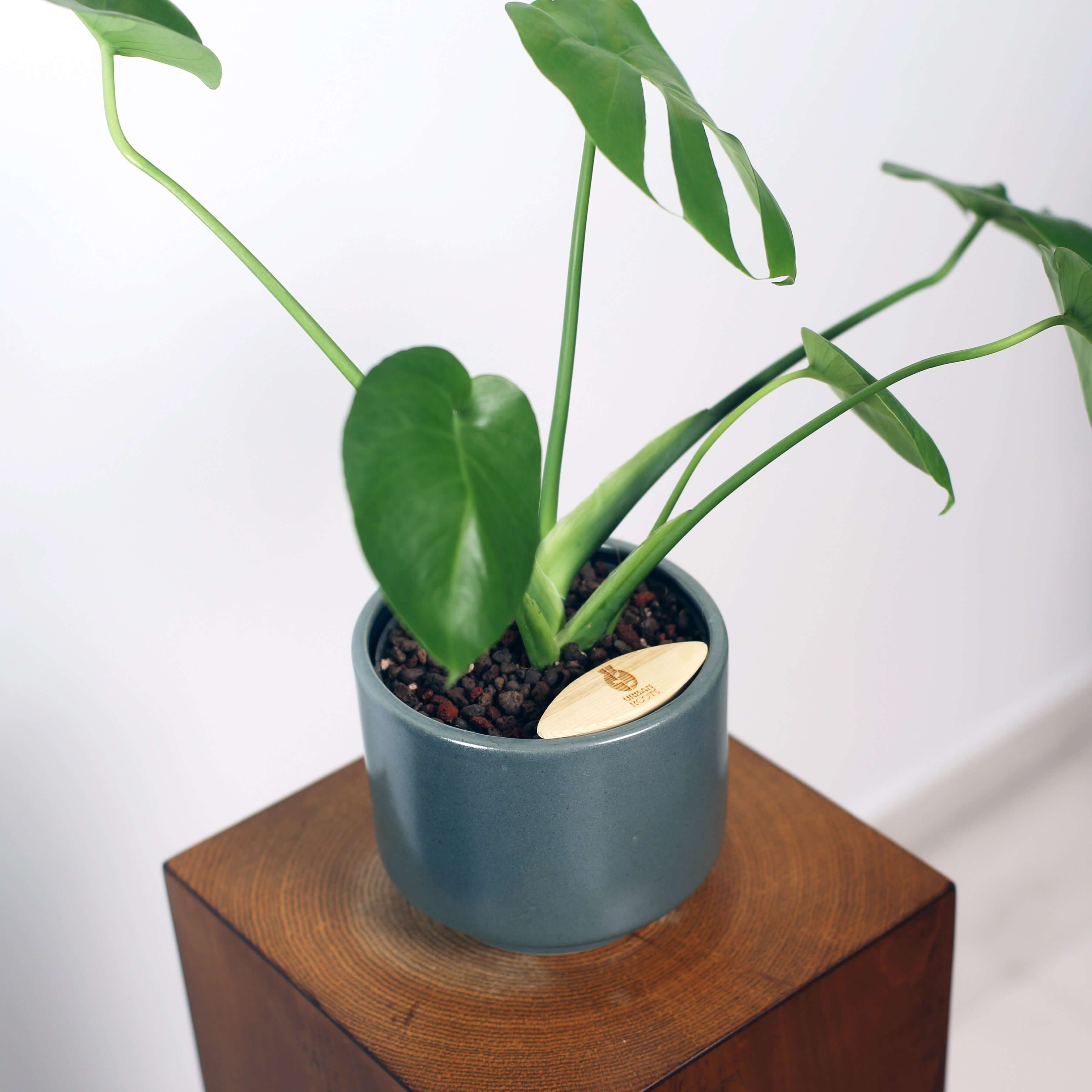 Monstera in Haku pot
