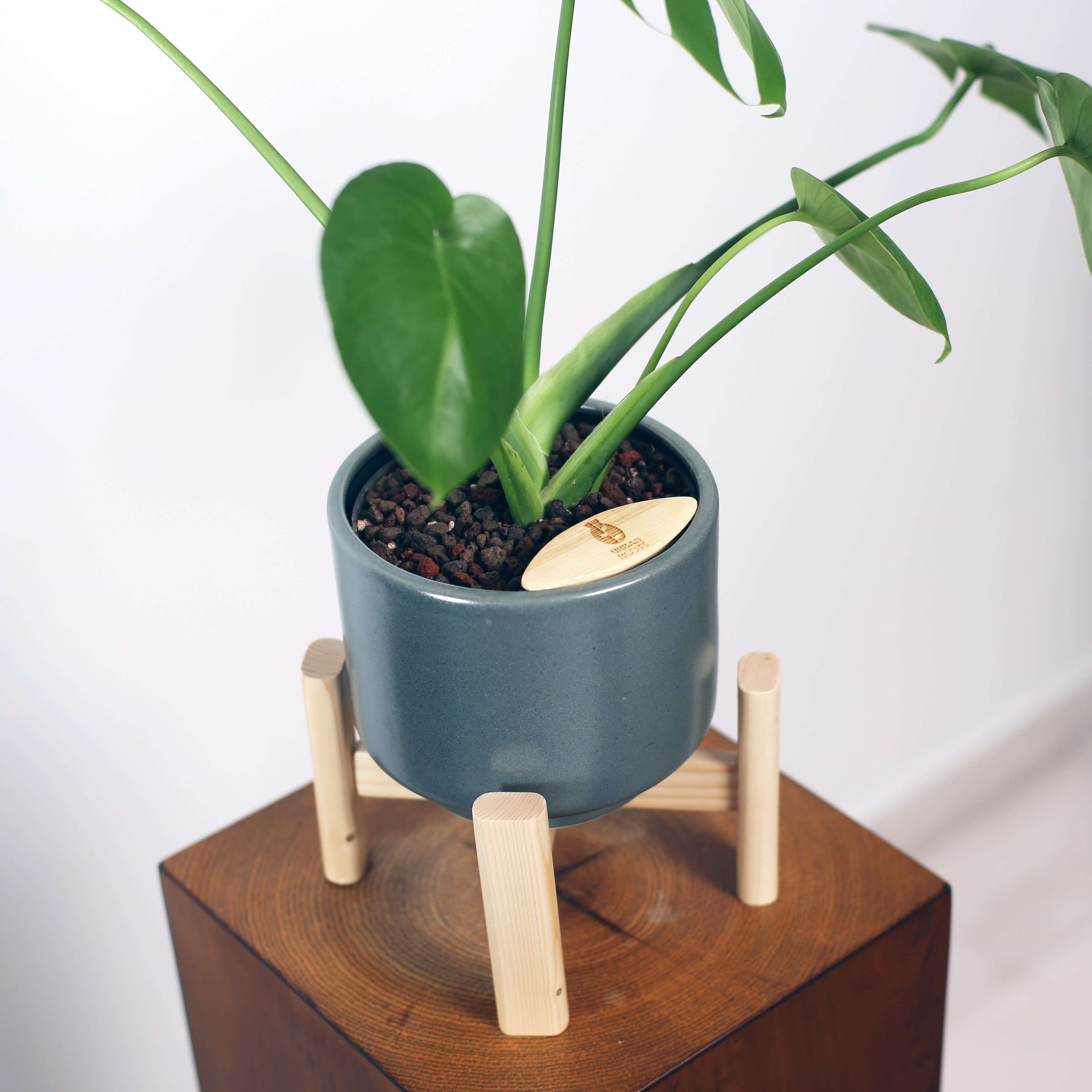 Monstera in Haku pot