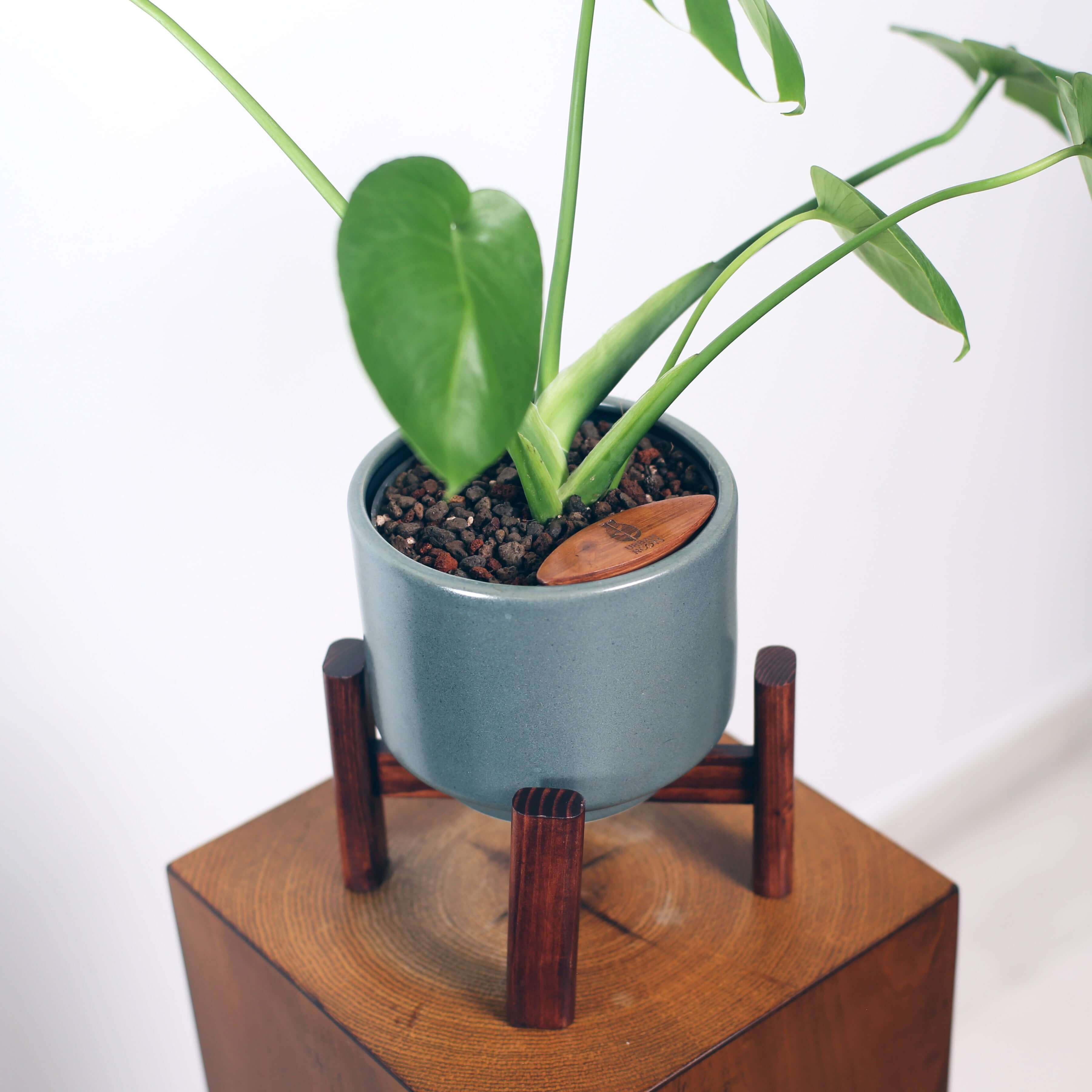 Monstera in Haku pot