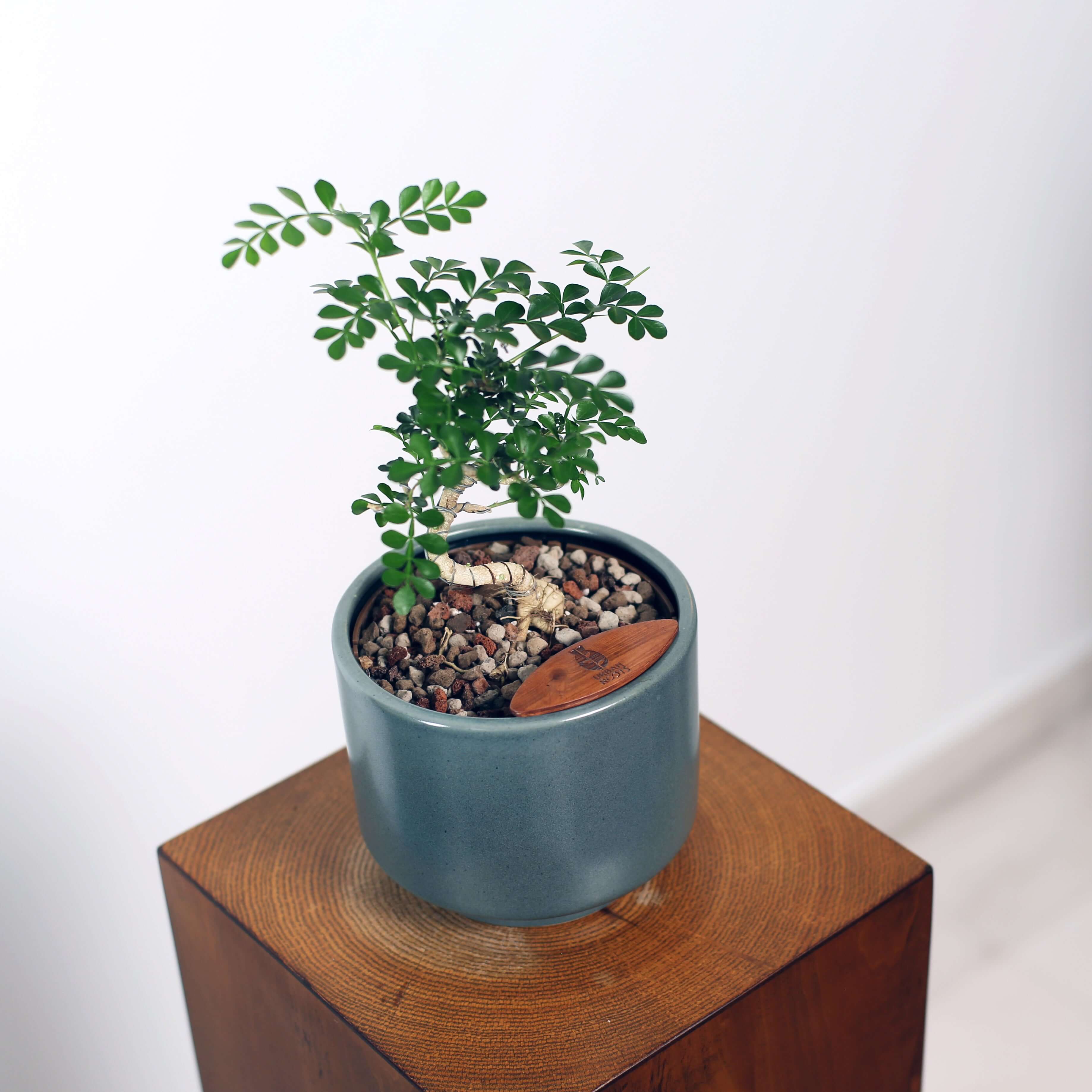 Bonsai in Haku pot (Feroniea Lucida Bonsai)