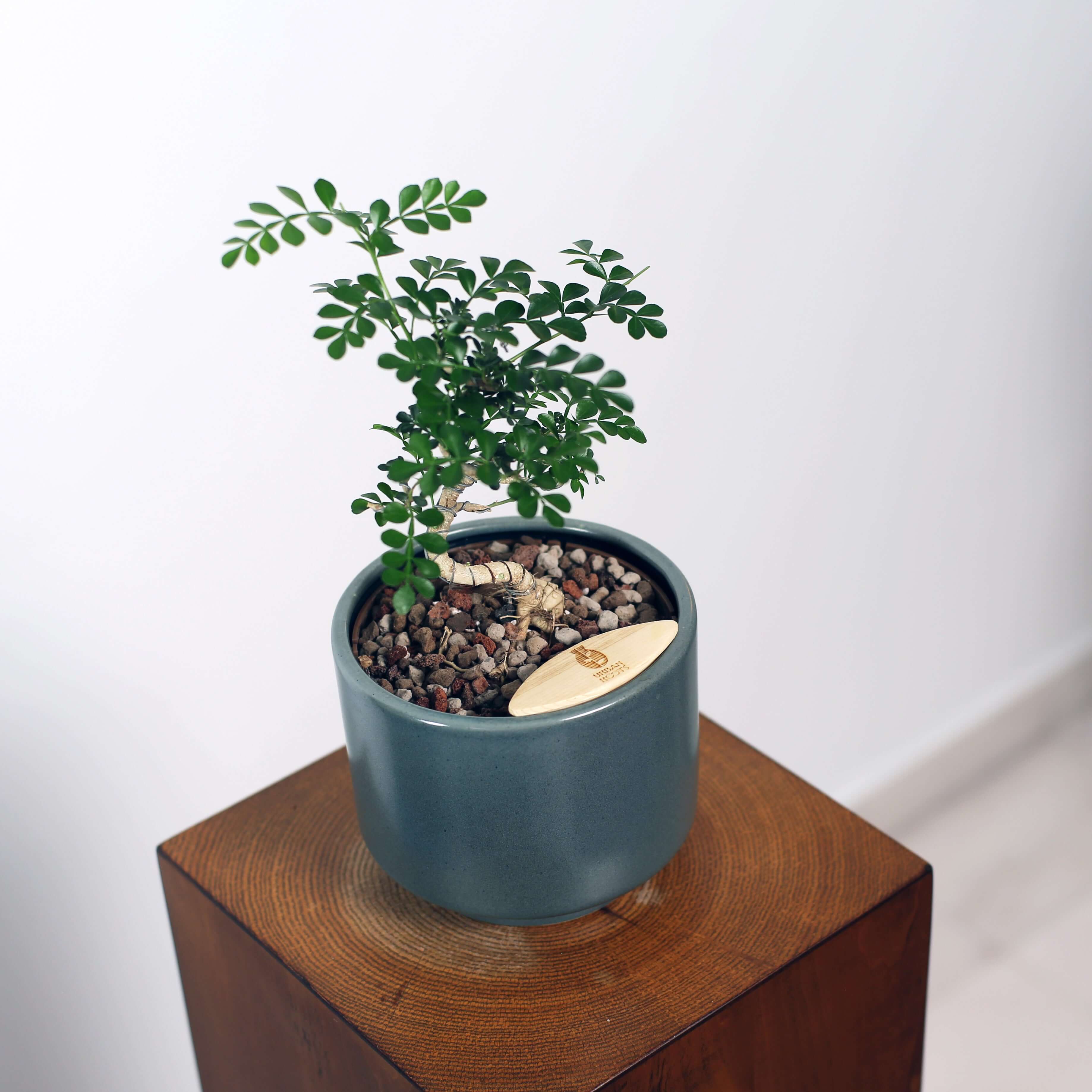 Bonsai in Haku pot (Feroniea Lucida Bonsai)