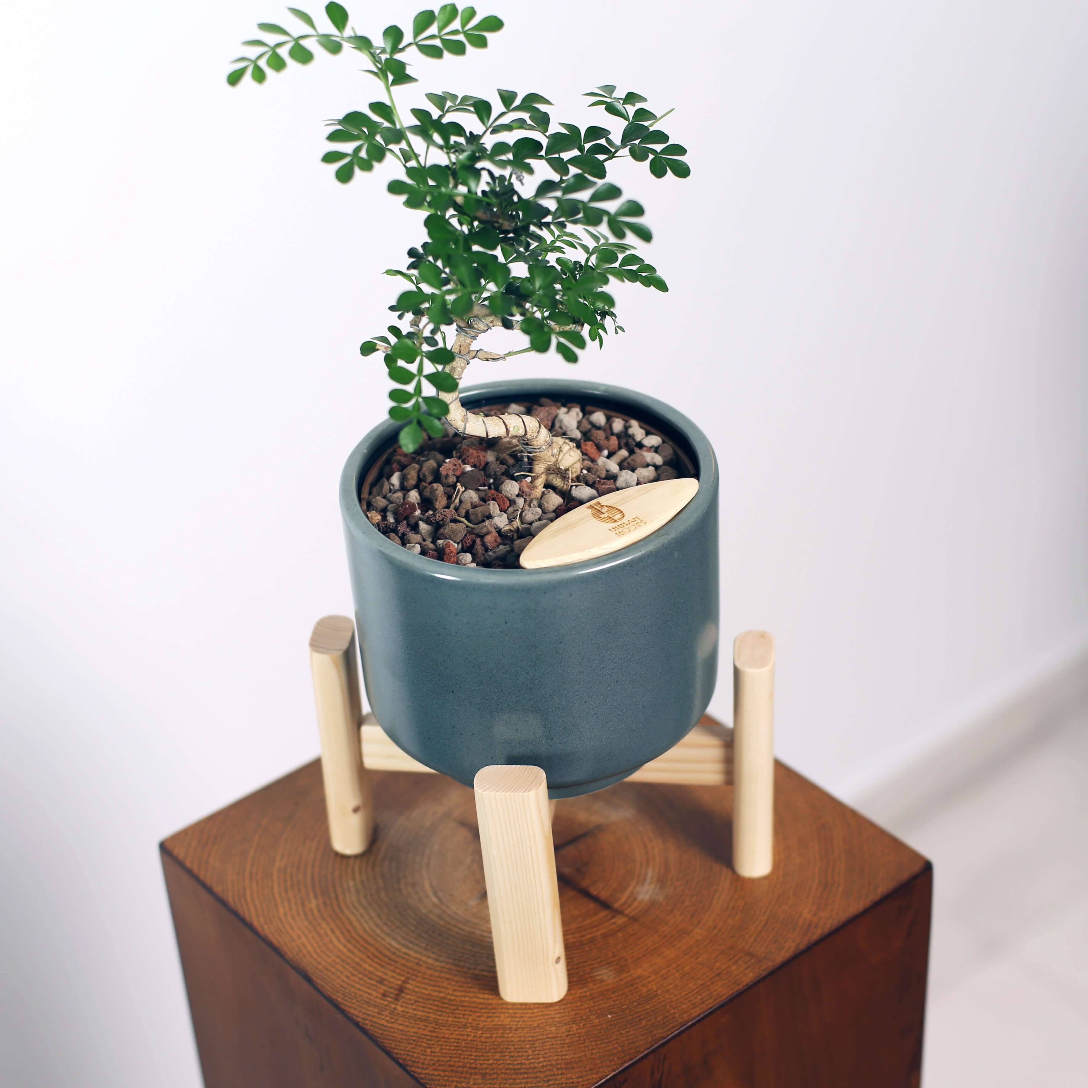 Bonsai in Haku pot (Feroniea Lucida Bonsai)