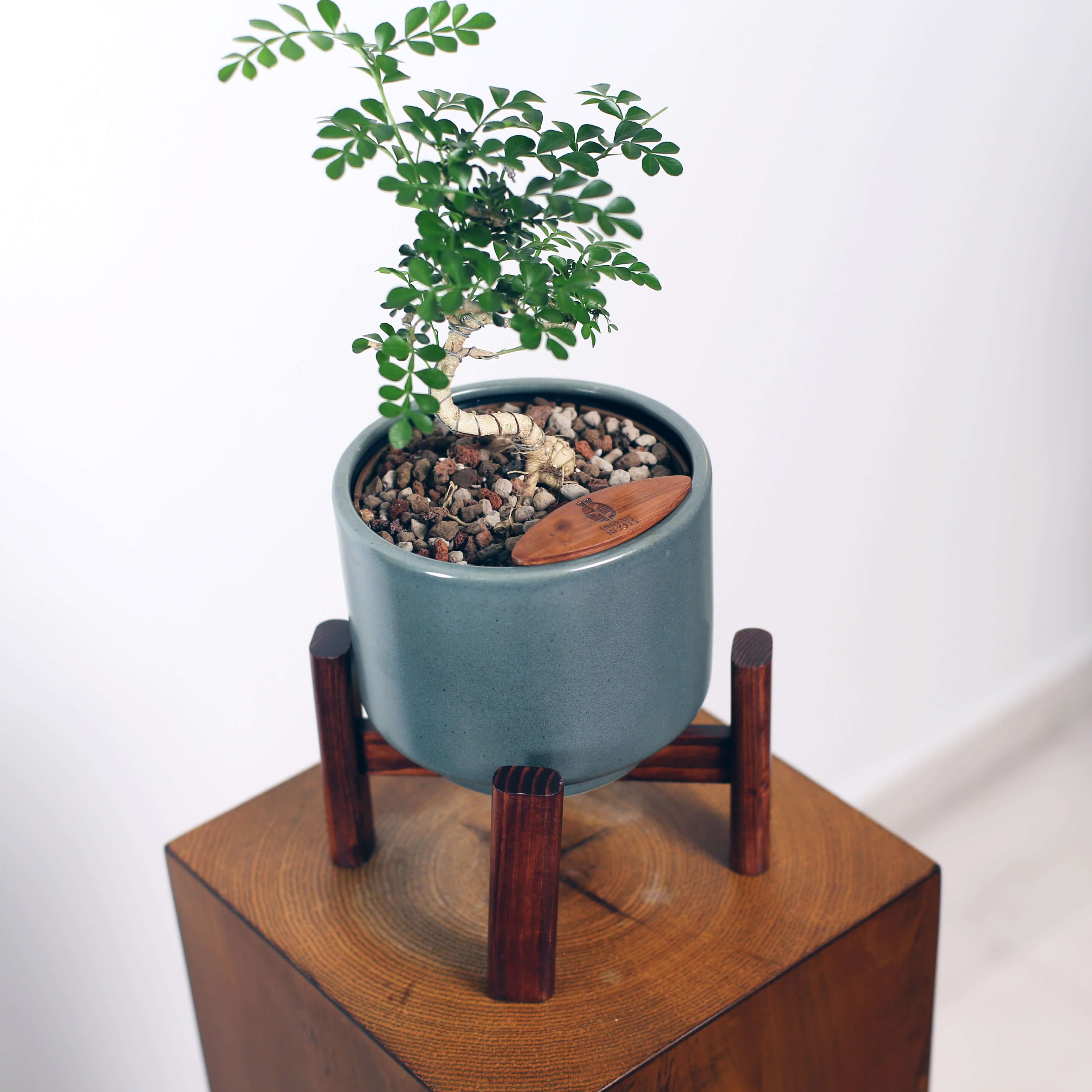Bonsai in Haku pot (Feroniea Lucida Bonsai)