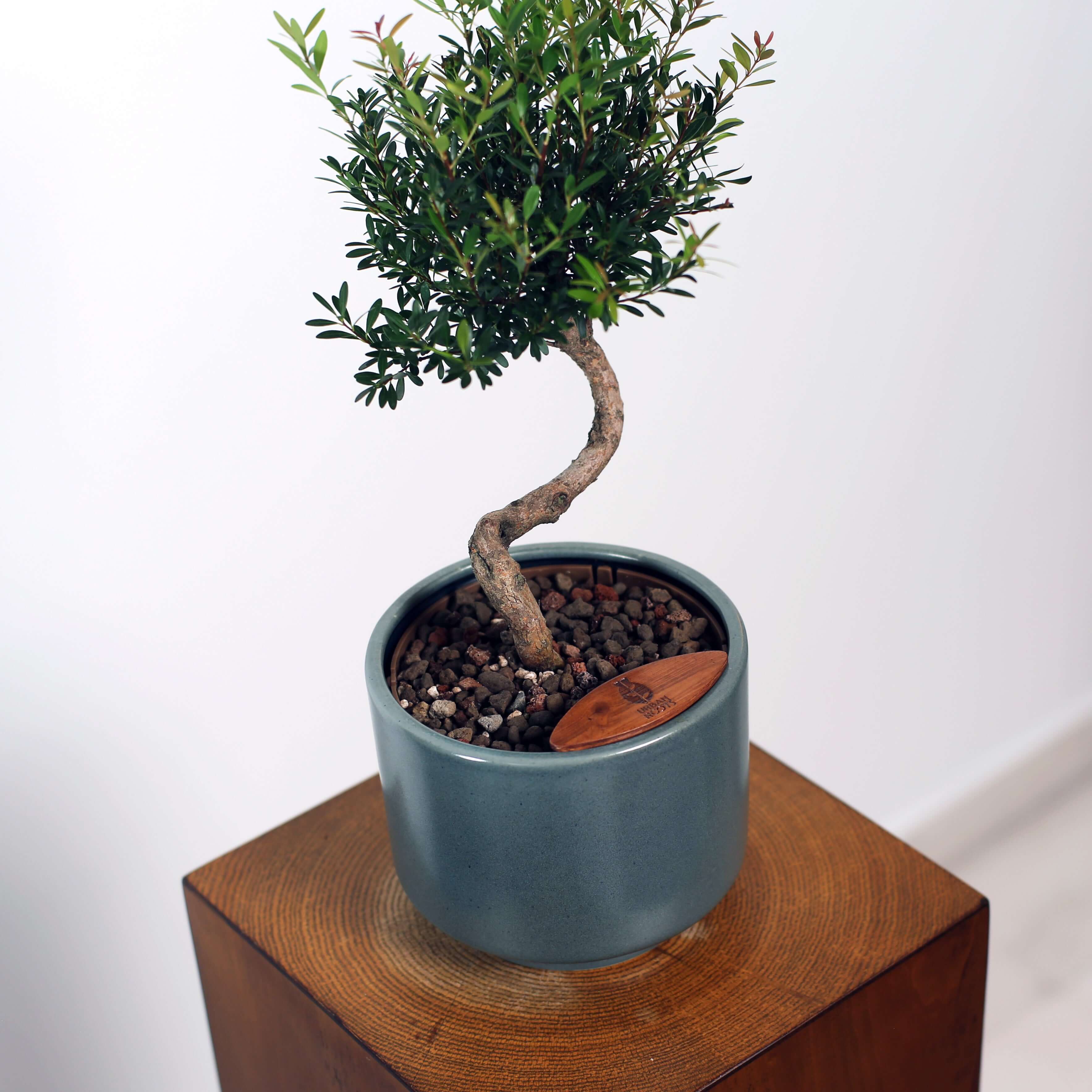 Bonsai in Haku pot (Syzygium buxifolium)