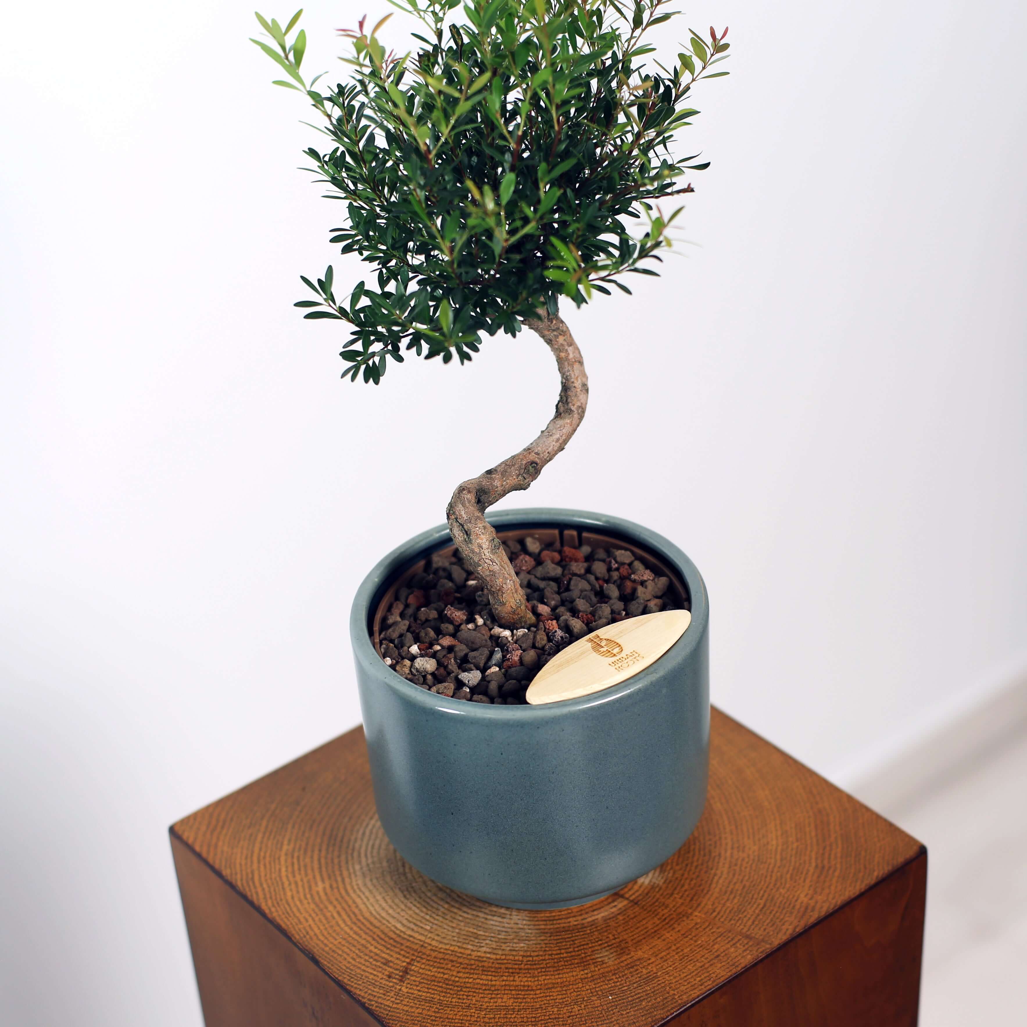 Bonsai in Haku pot (Syzygium buxifolium)