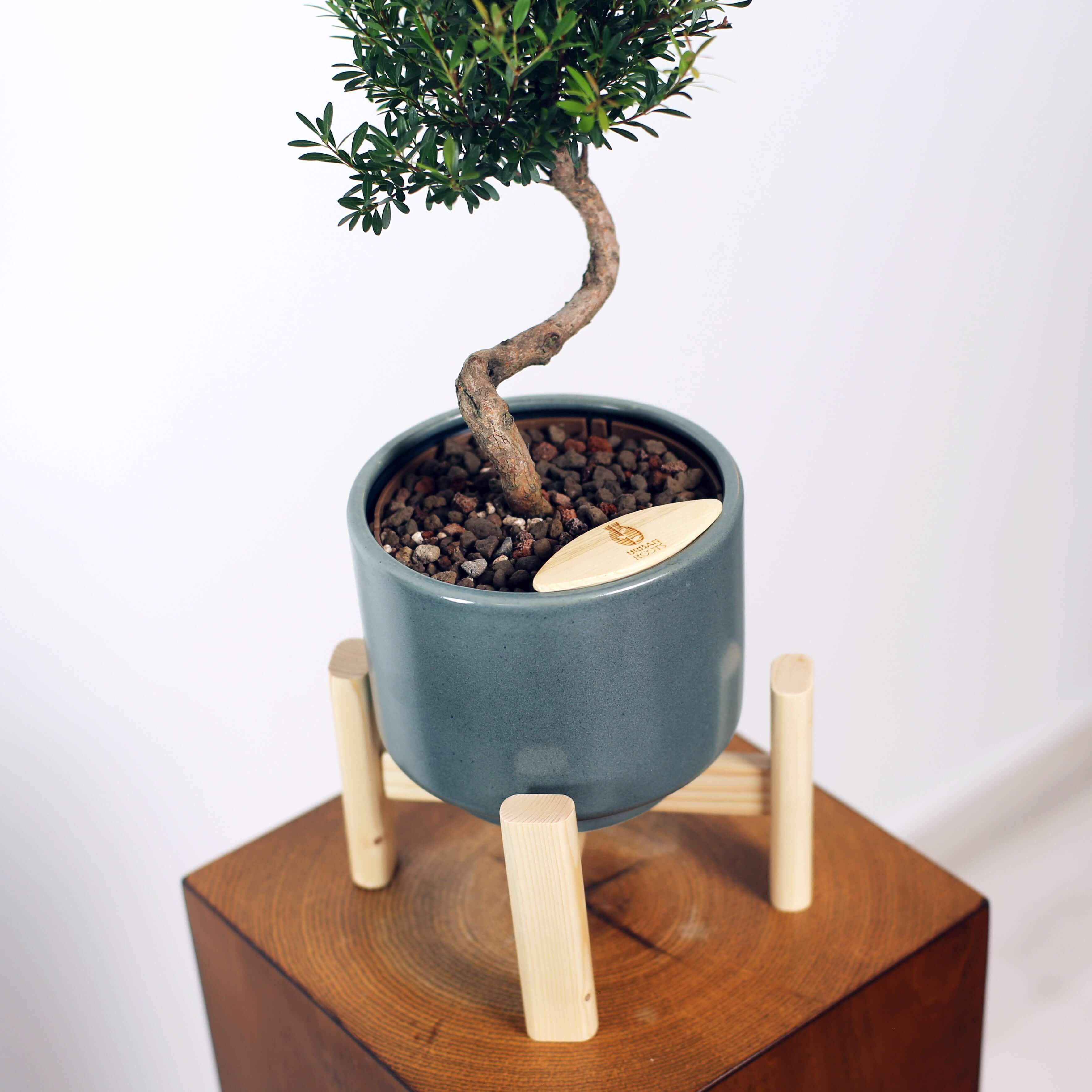 Bonsai in Haku pot (Syzygium buxifolium)