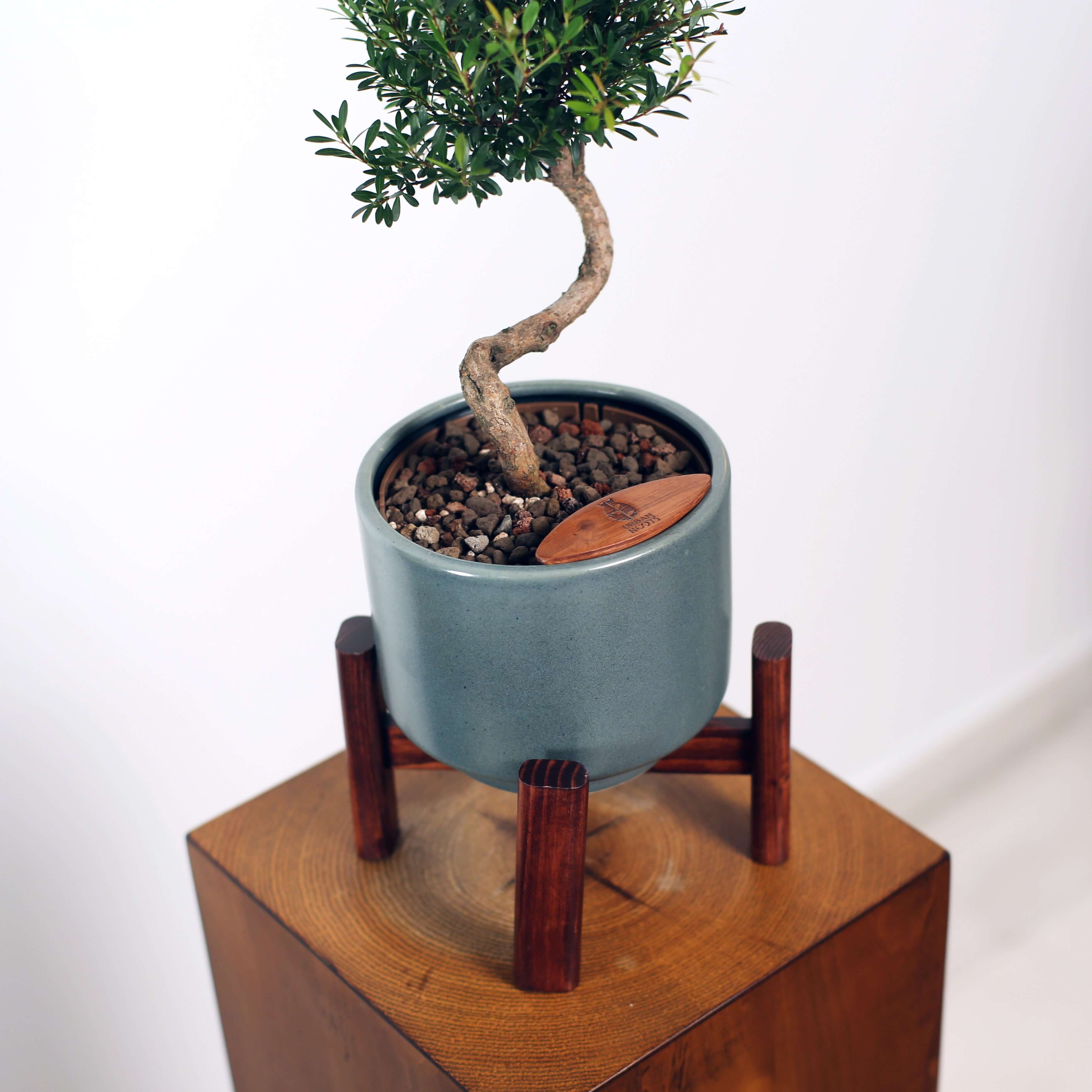Bonsai in Haku pot (Syzygium buxifolium)