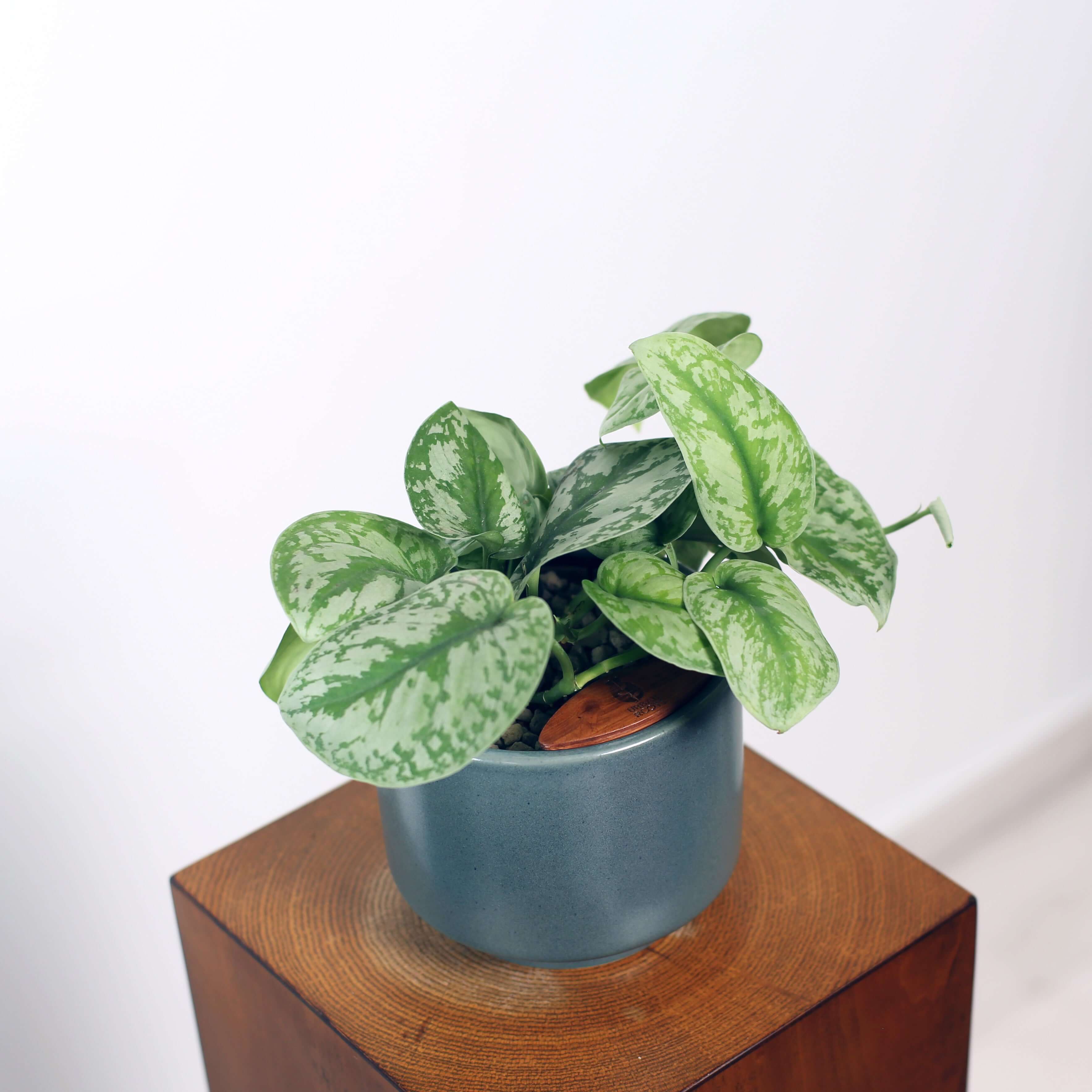 Satin Pothos in Haku pot (Scindapsus Pictus)