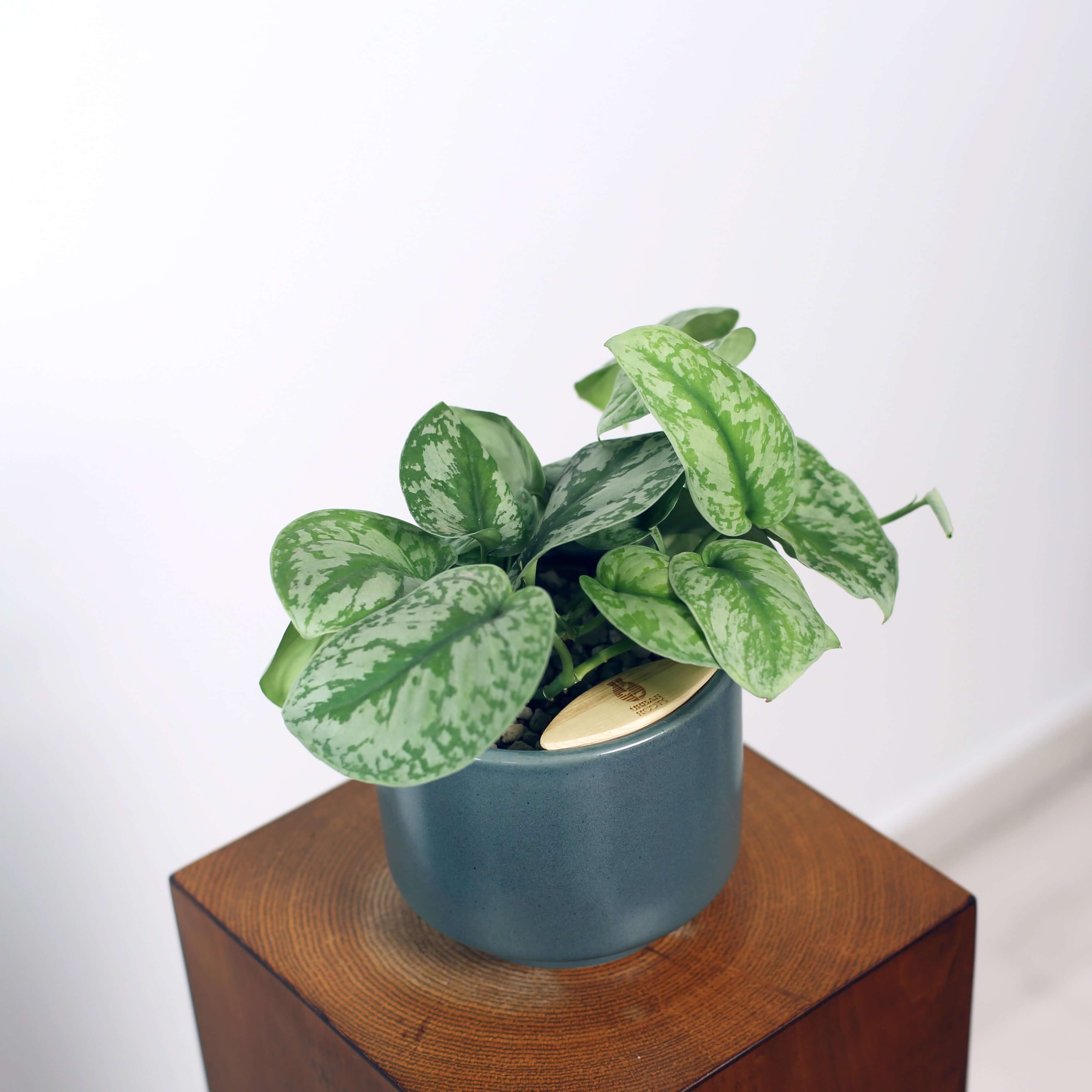 Satin Pothos in Haku pot (Scindapsus Pictus)