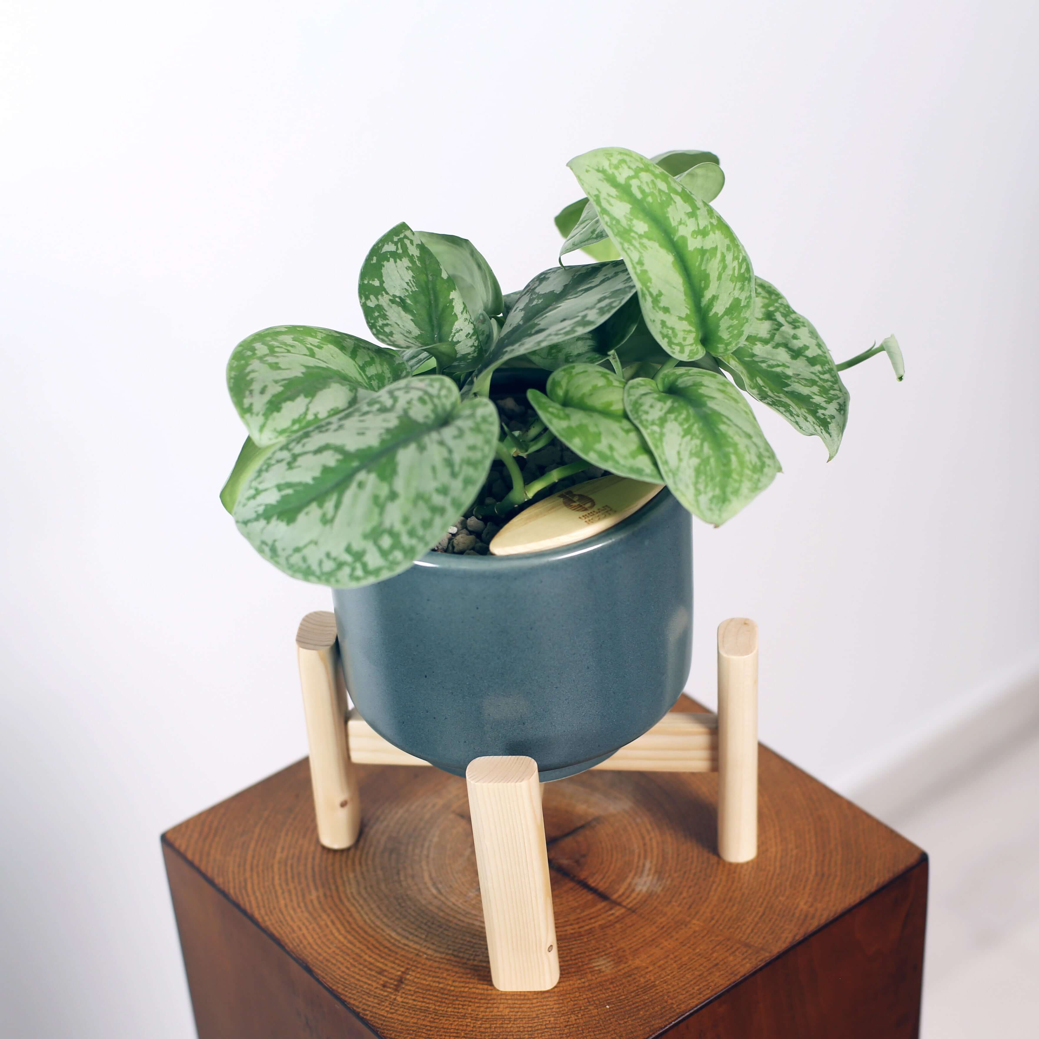 Satin Pothos in Haku pot (Scindapsus Pictus)