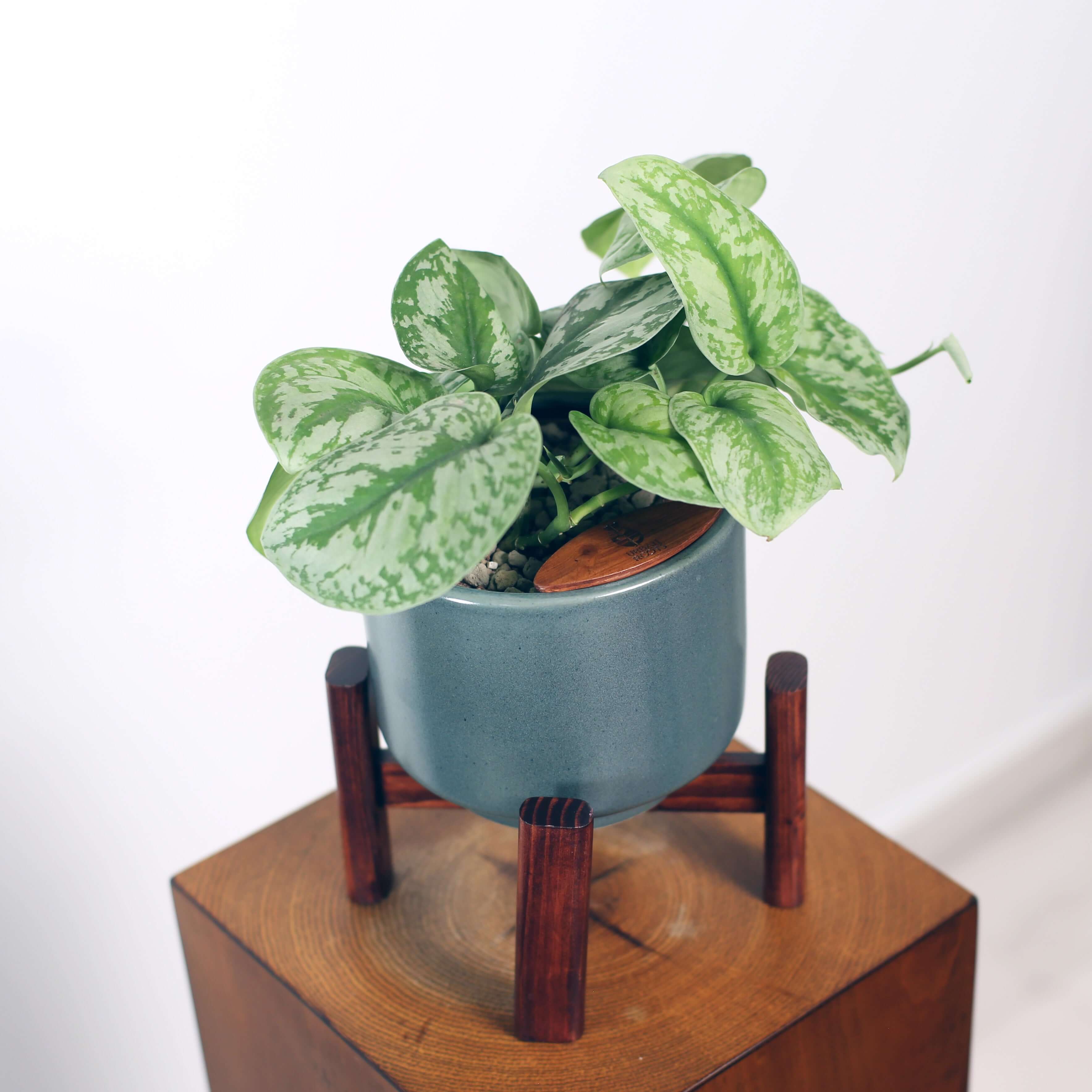 Satin Pothos in Haku pot (Scindapsus Pictus)