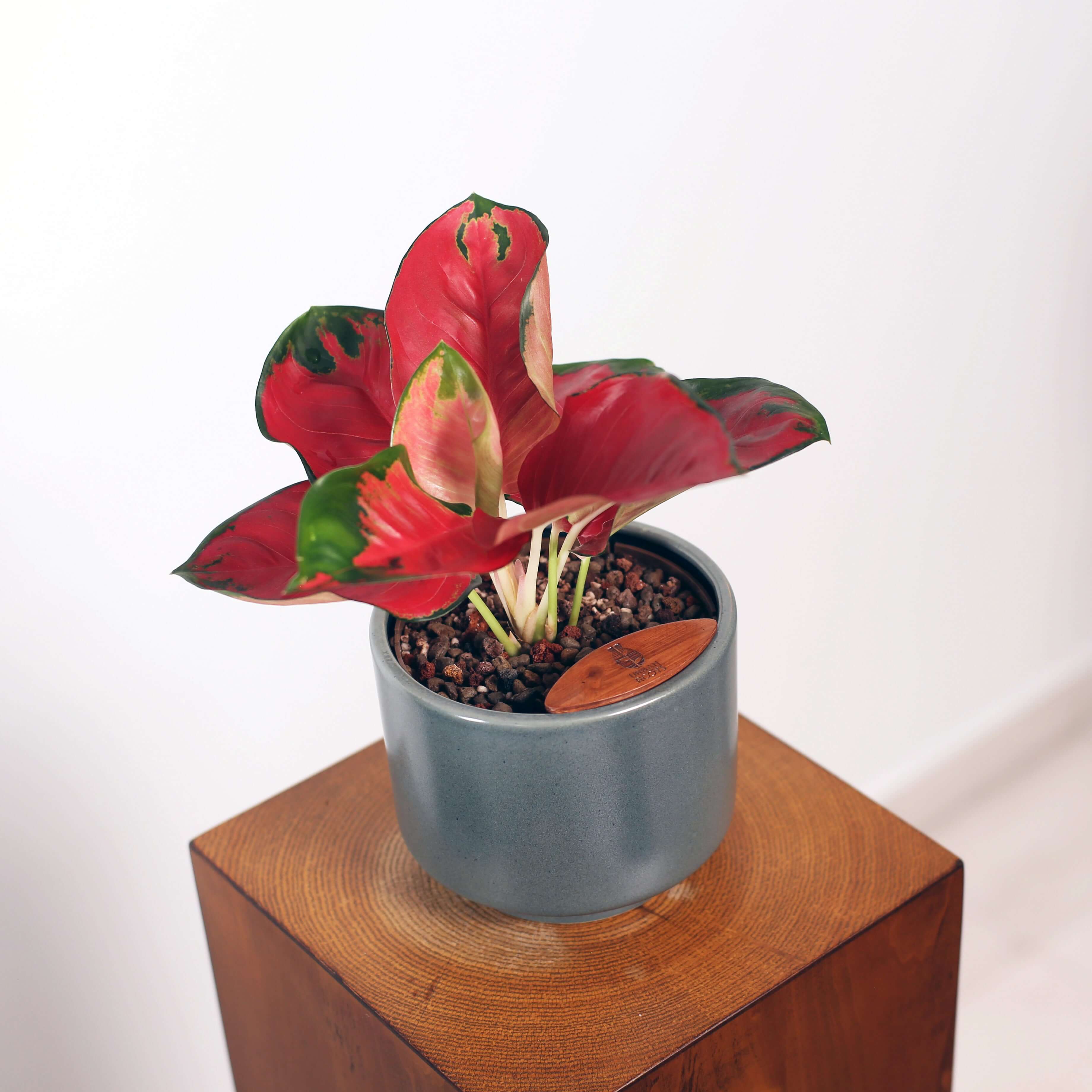 Aglaonema in Haku pot