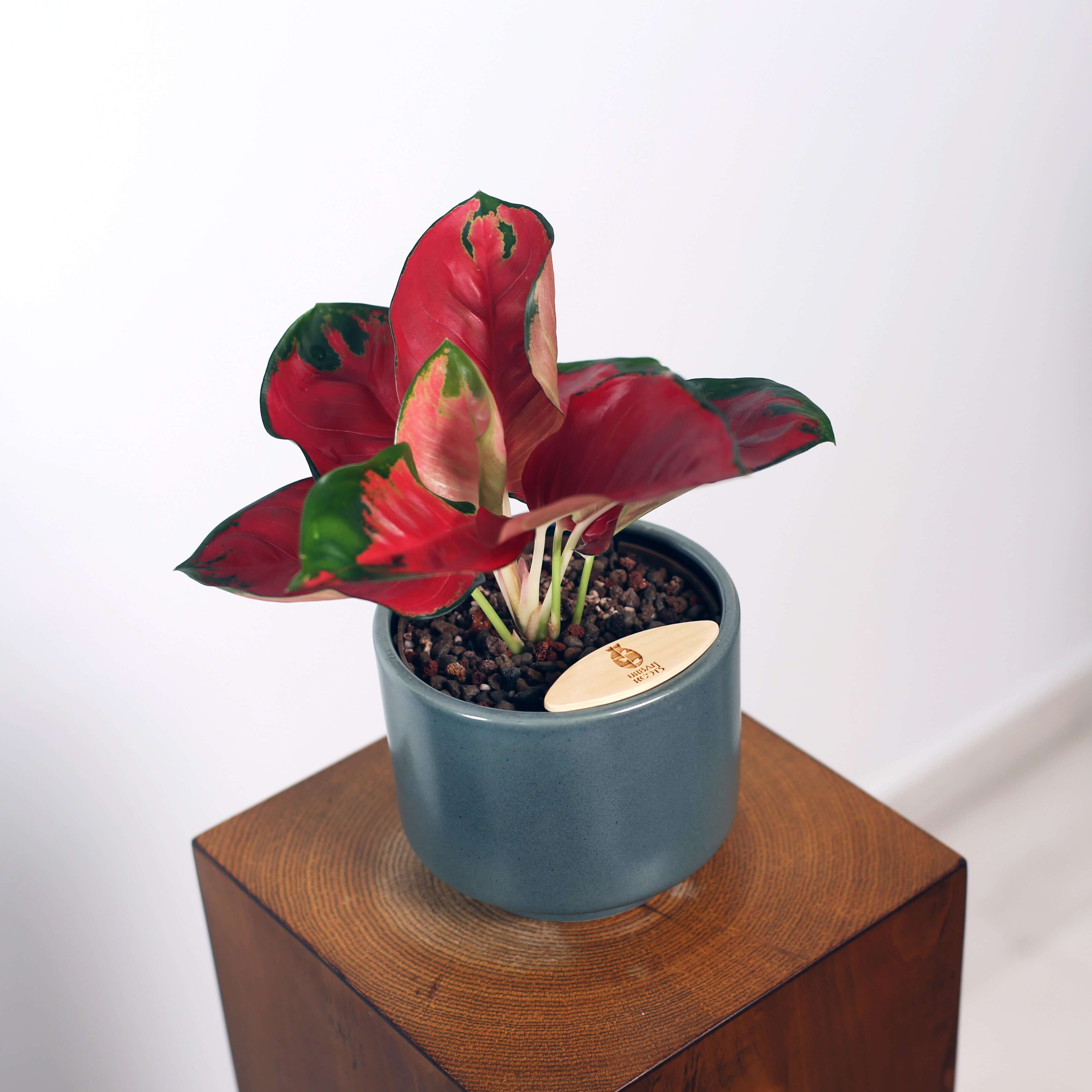 Aglaonema in Haku pot