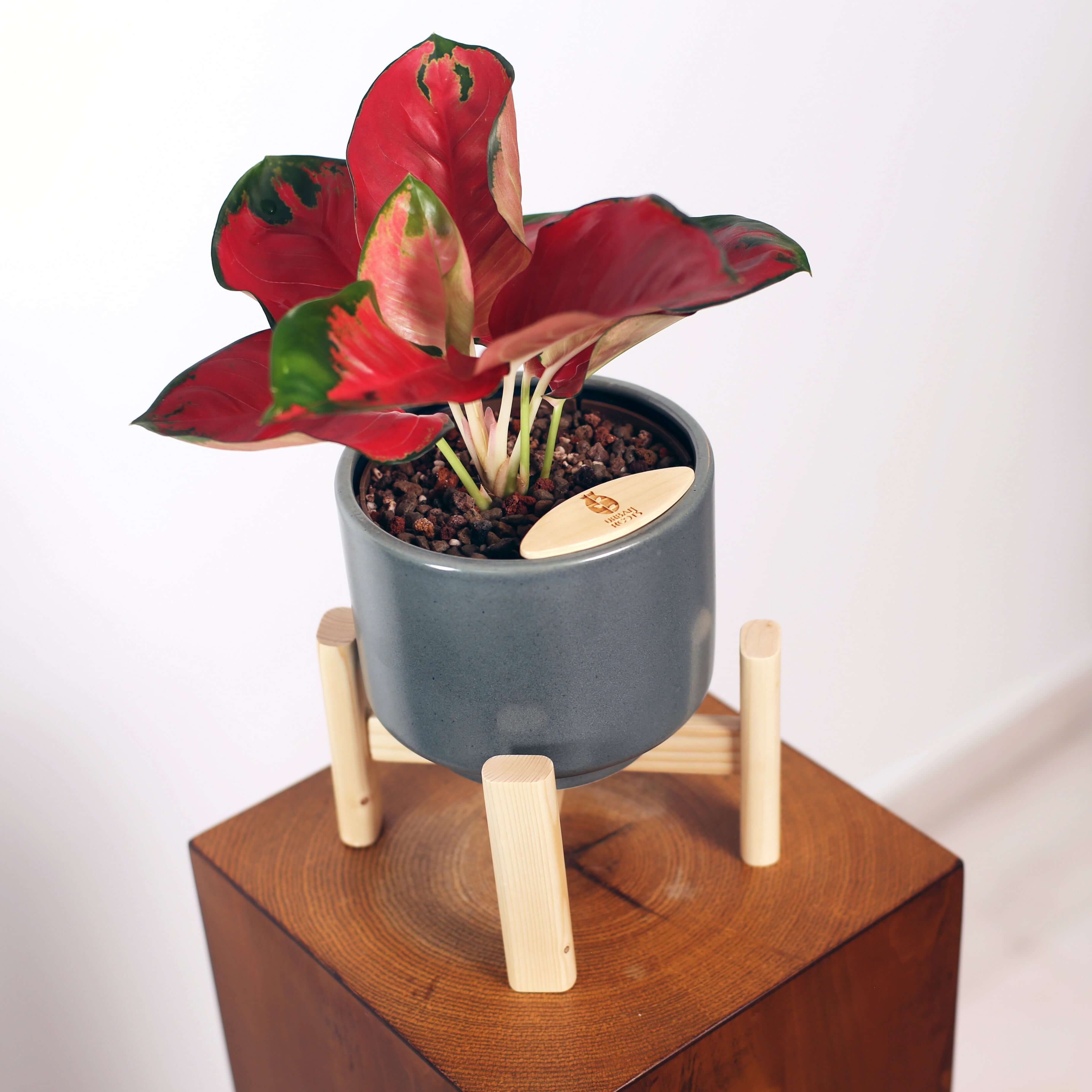 Aglaonema in Haku pot