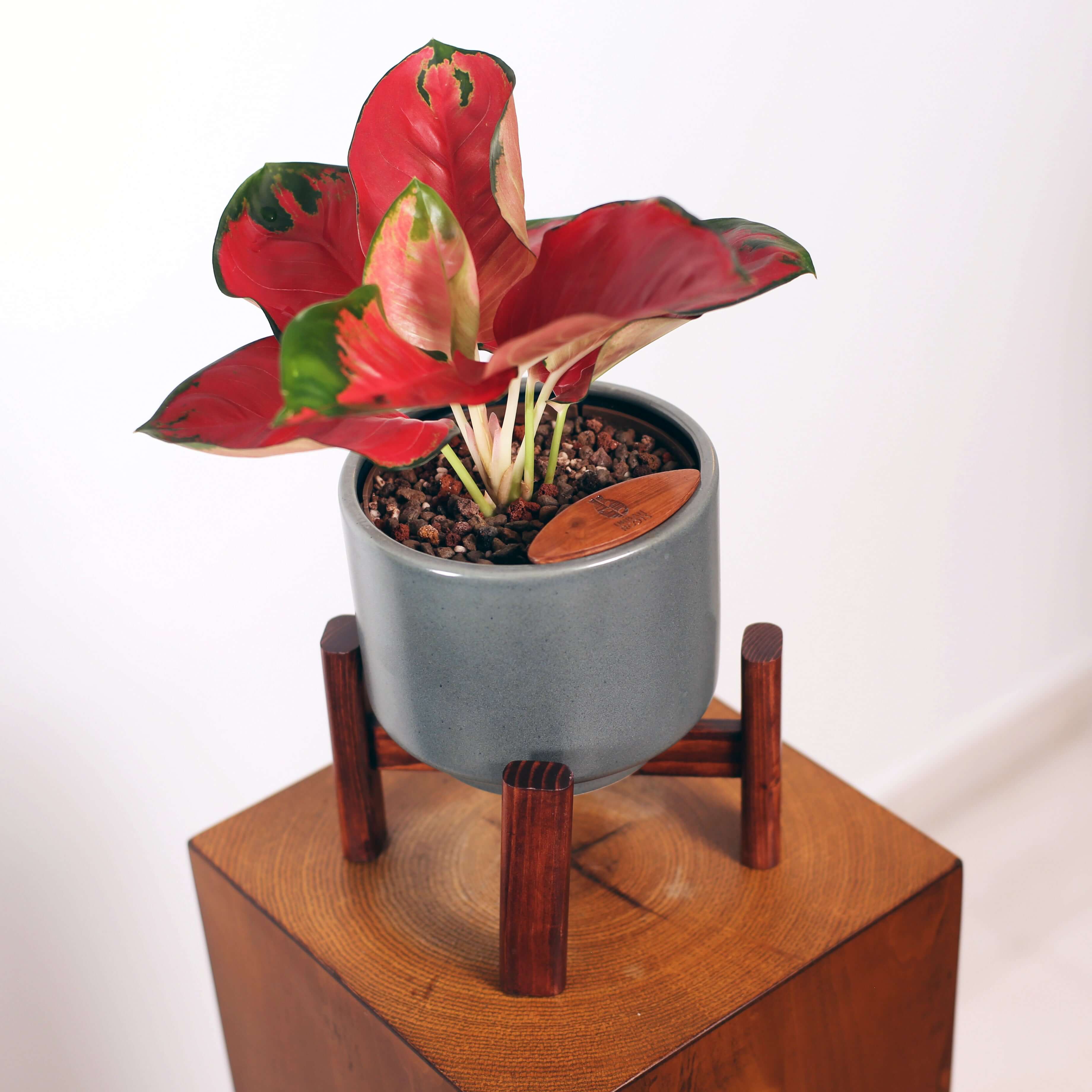 ZZ Plant (Zamioculcas zamiifolia) in Haku Self-Watering Pot