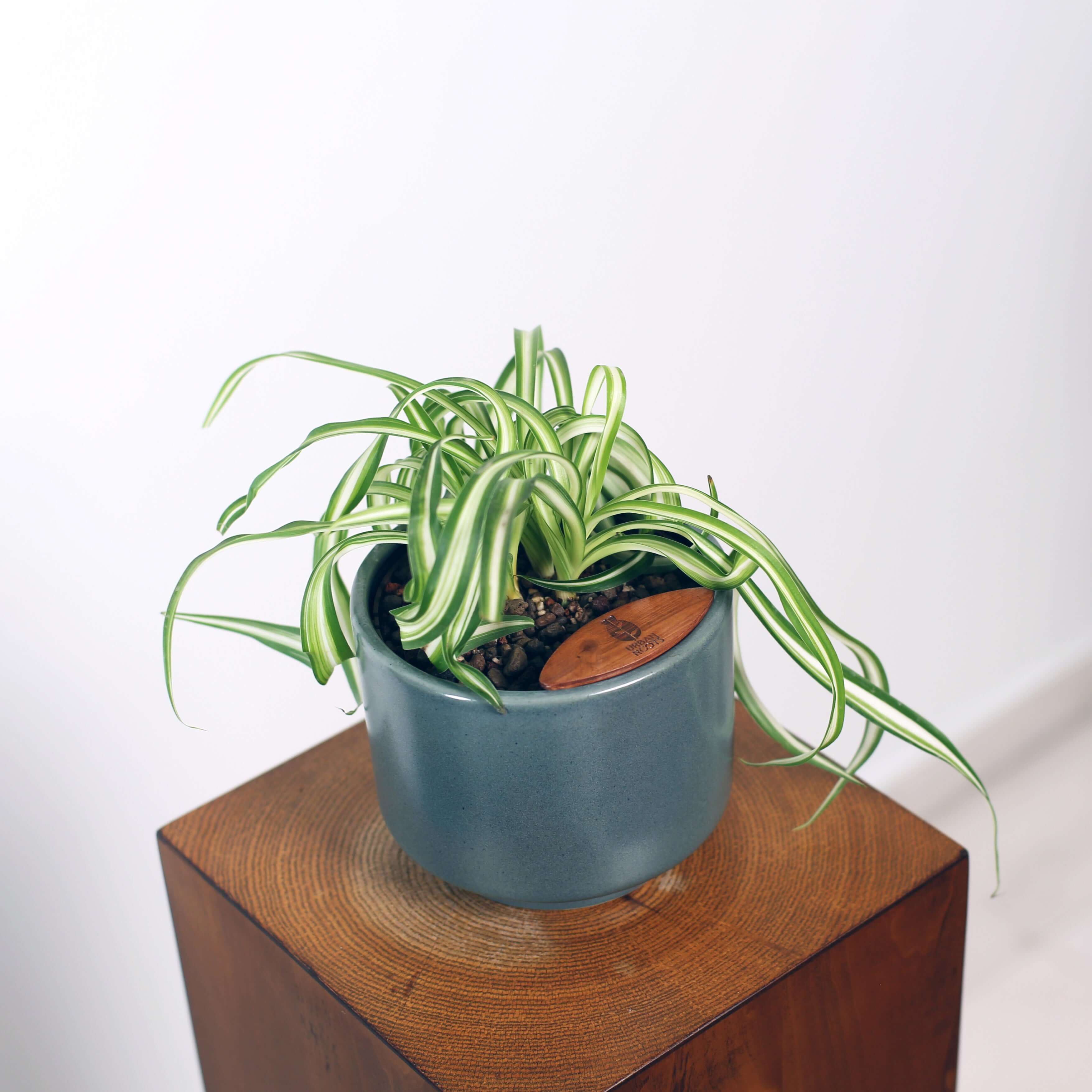Bonnie Spider Plant in Haku pot (Chlorophytum comosum)