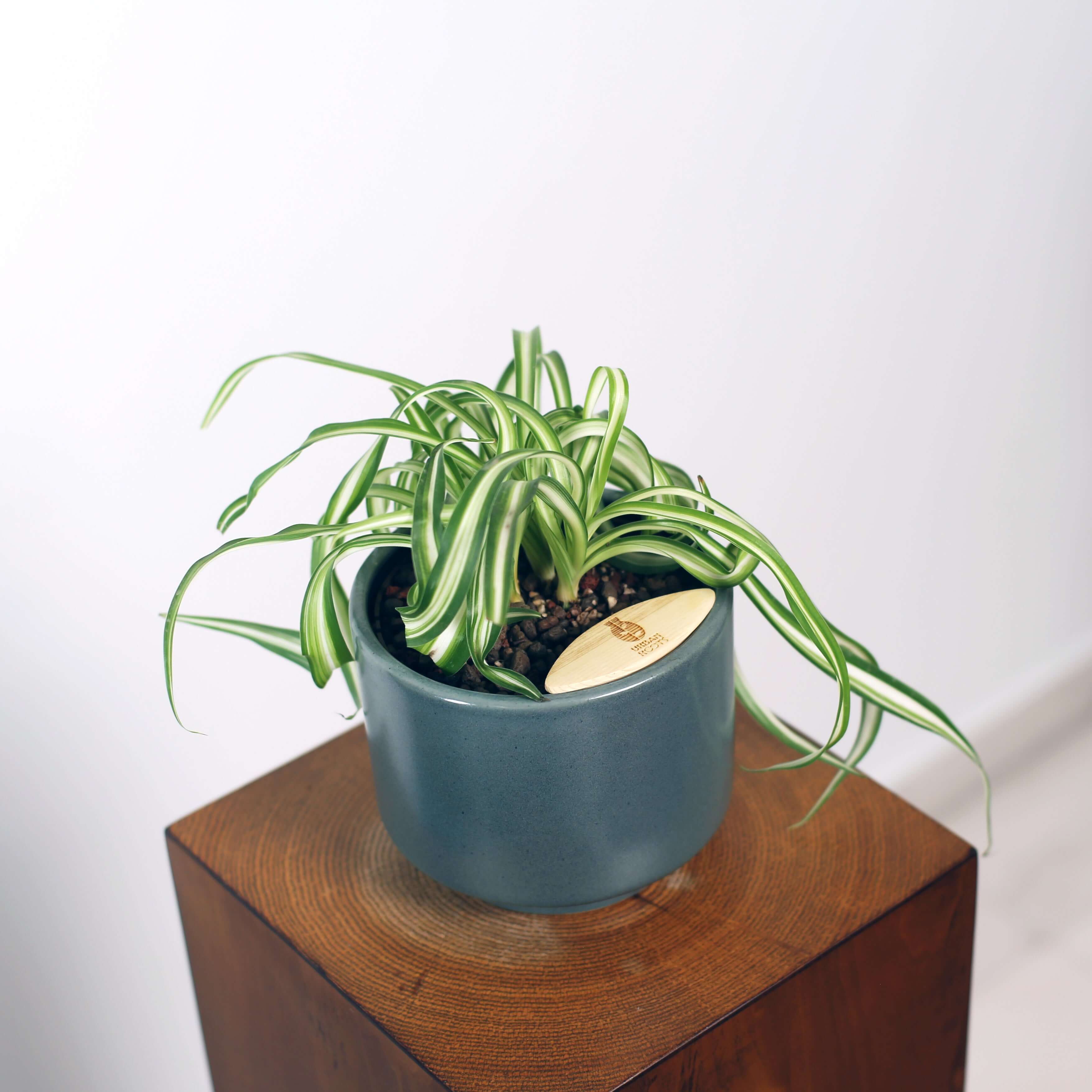 Bonnie Spider Plant in Haku pot (Chlorophytum comosum)