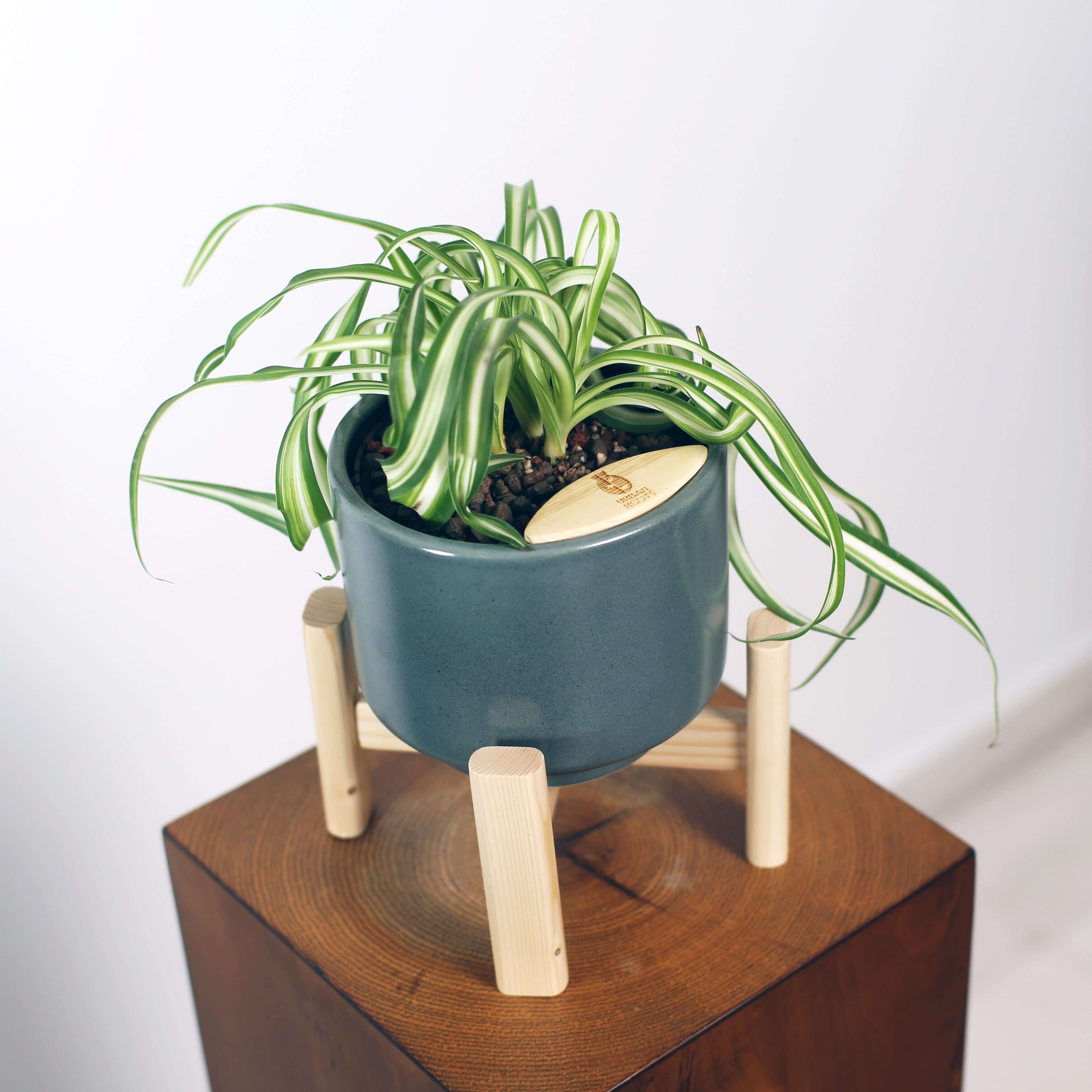 Bonnie Spider Plant in Haku pot (Chlorophytum comosum)