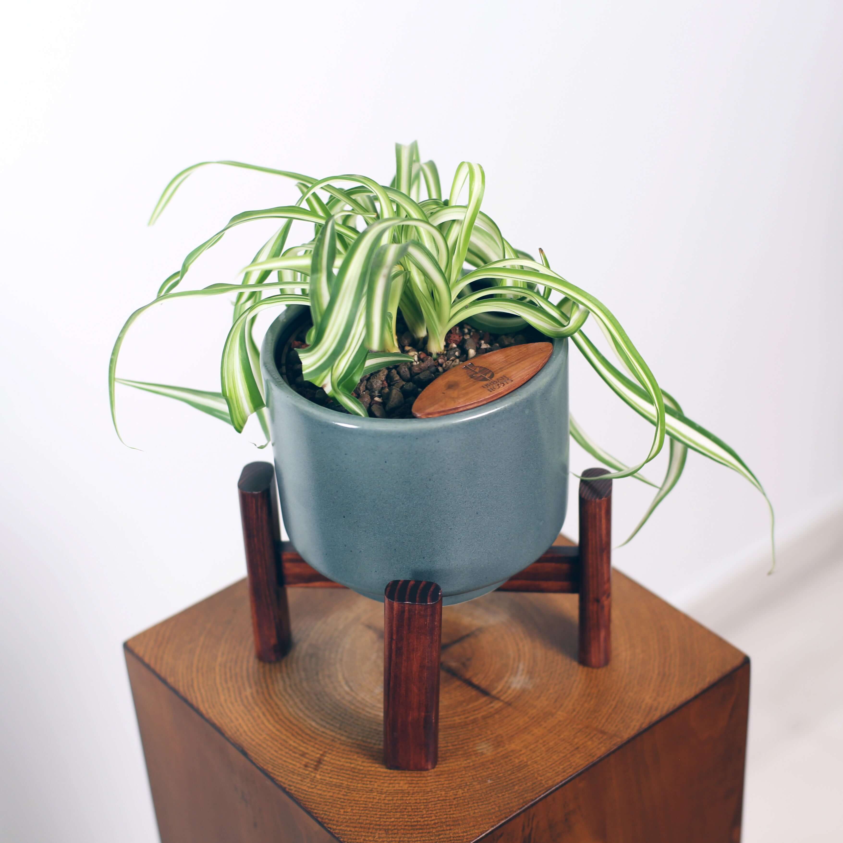 Bonnie Spider Plant in Haku pot (Chlorophytum comosum)
