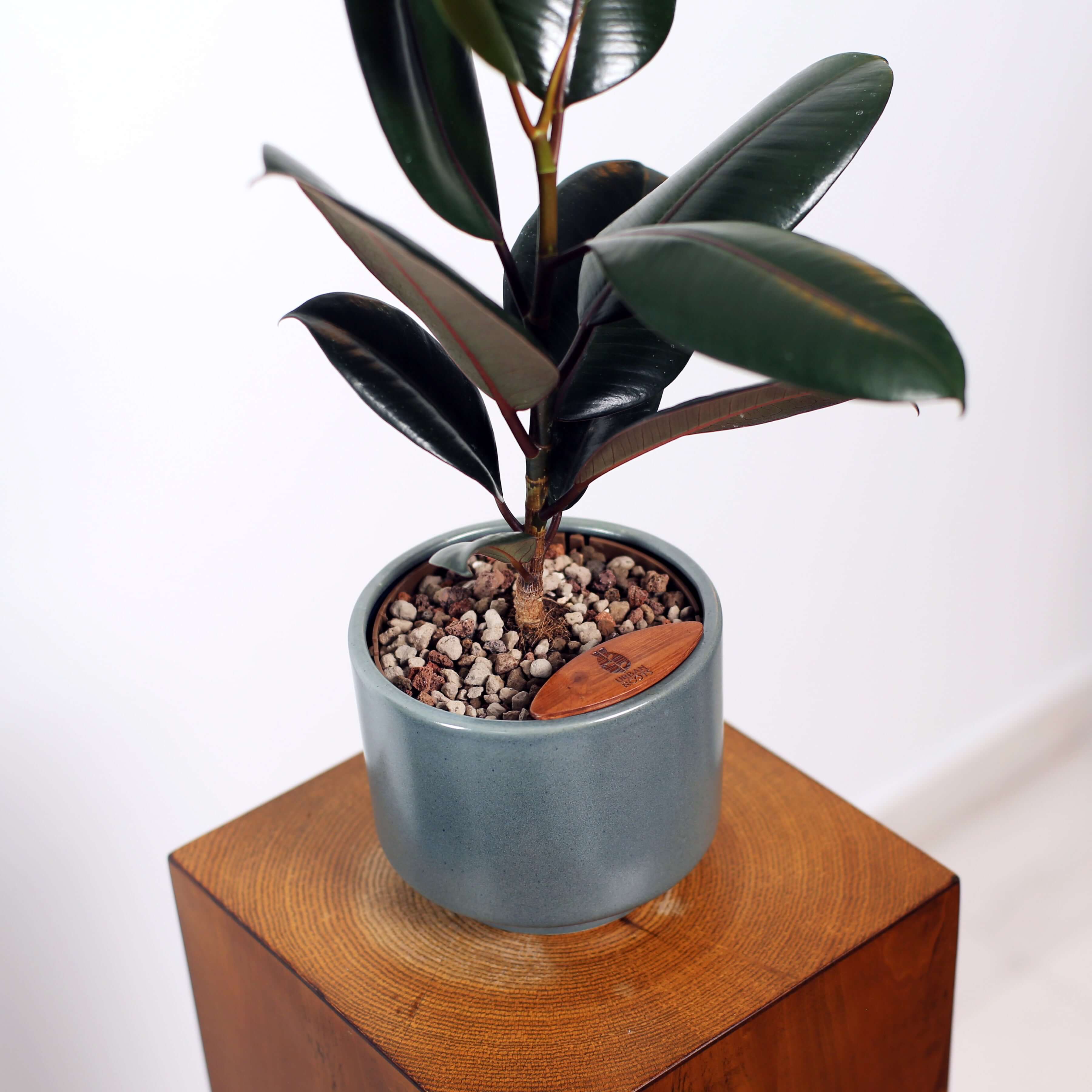 Rubber Fig in Haku pot (Ficus Elastica)