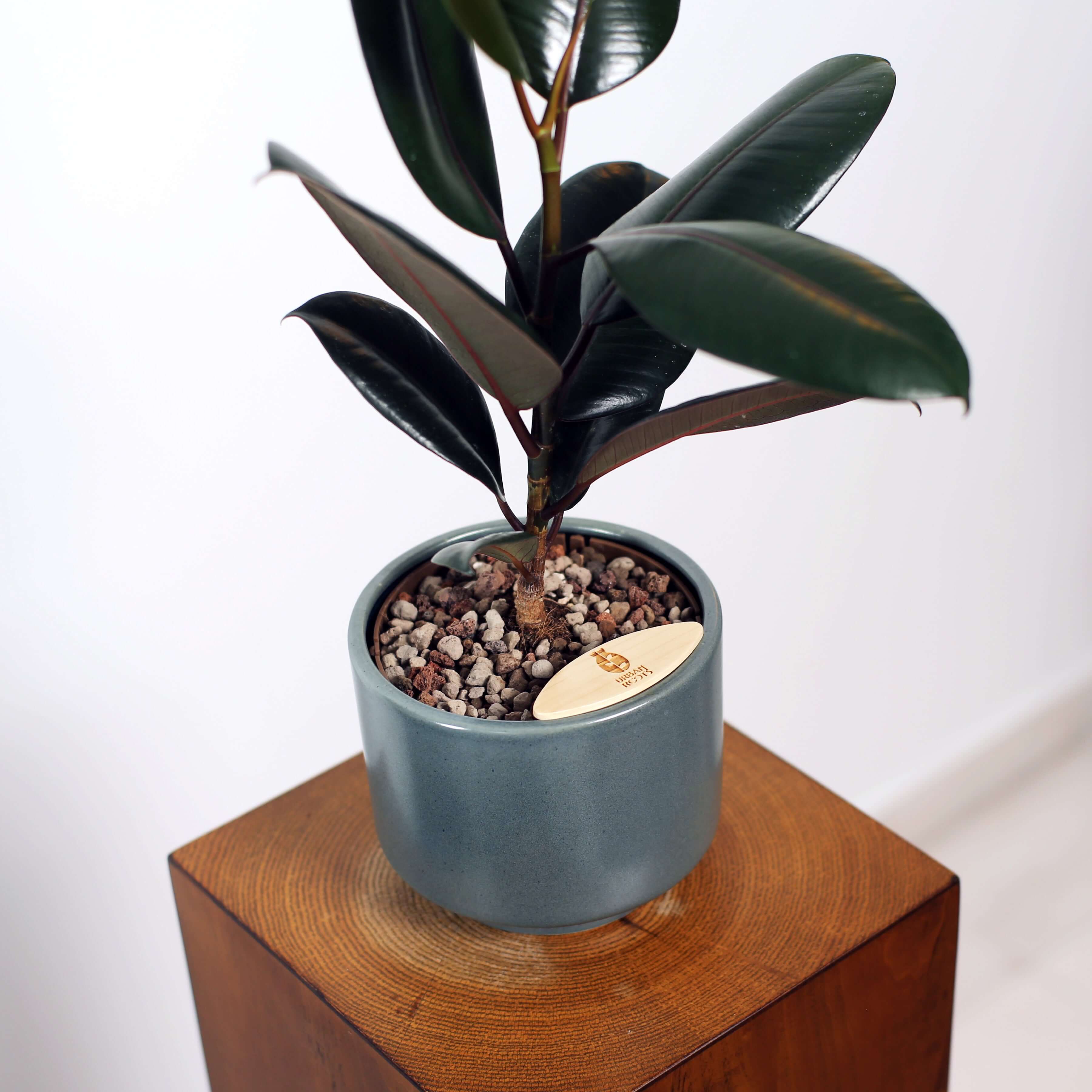 Rubber Fig in Haku pot (Ficus Elastica)