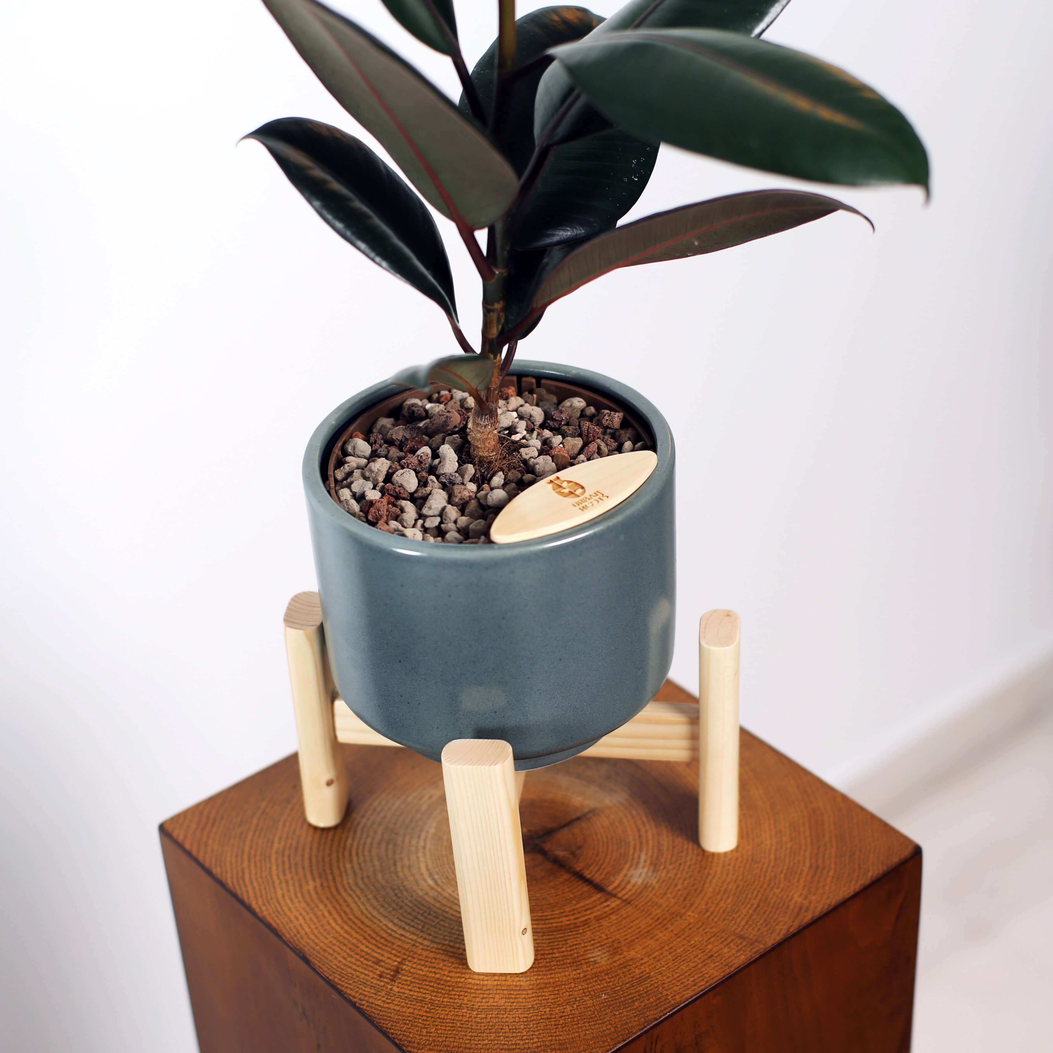 Rubber Fig in Haku pot (Ficus Elastica)