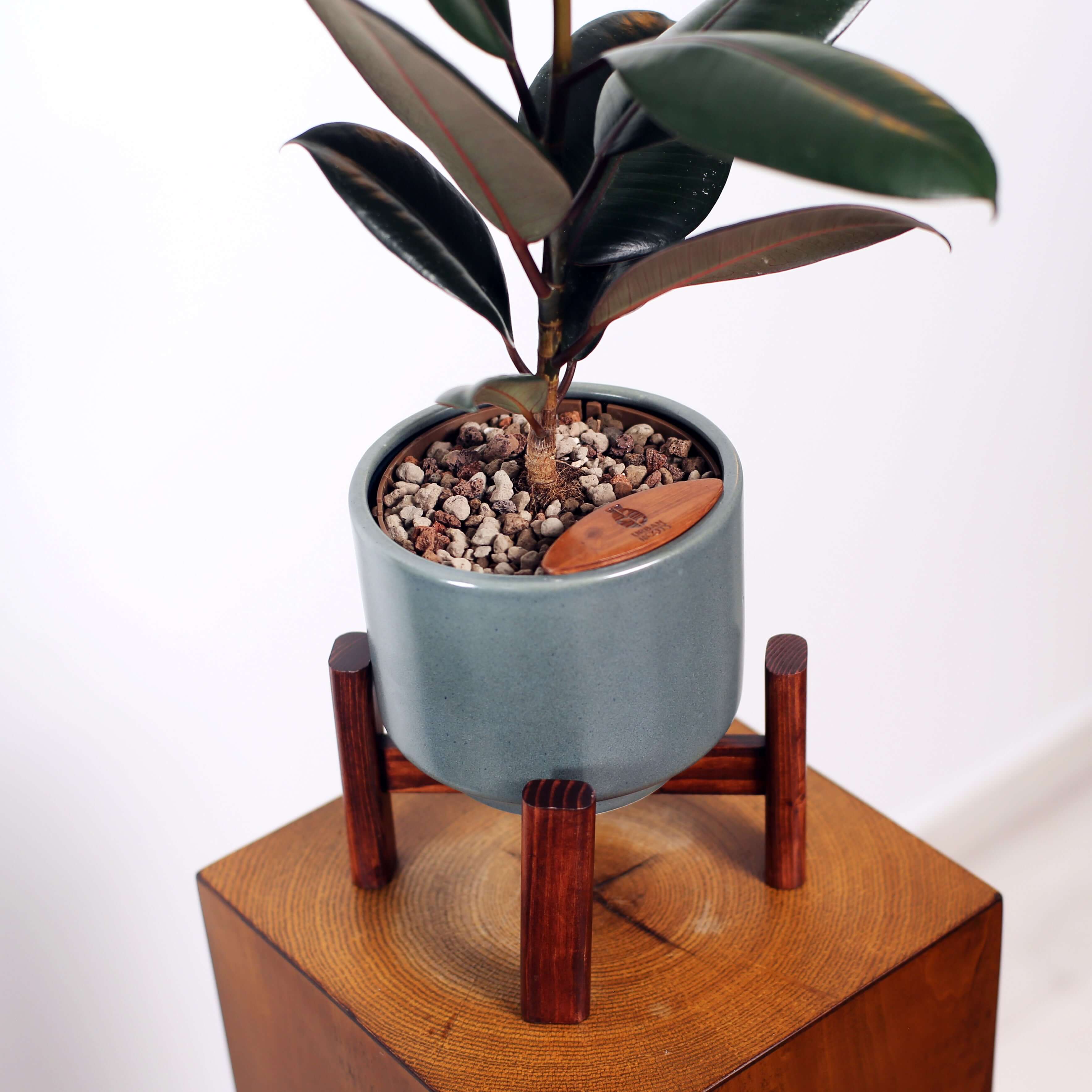Rubber Fig in Haku pot (Ficus Elastica)