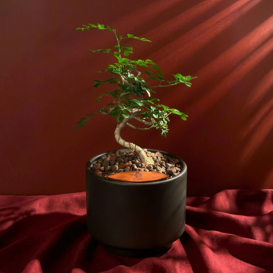Bonsai in Haku pot (Feroniella Lucida Bonsai)