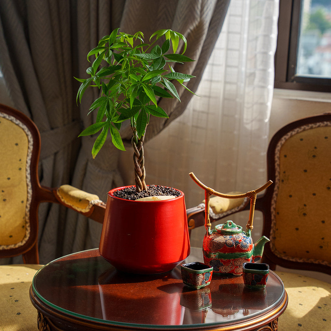 Money Tree in Toto pot (Pachira Aquatica)