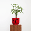 "豐 Fēng" Abundance — Limited Edition Mid-Autumn Haku