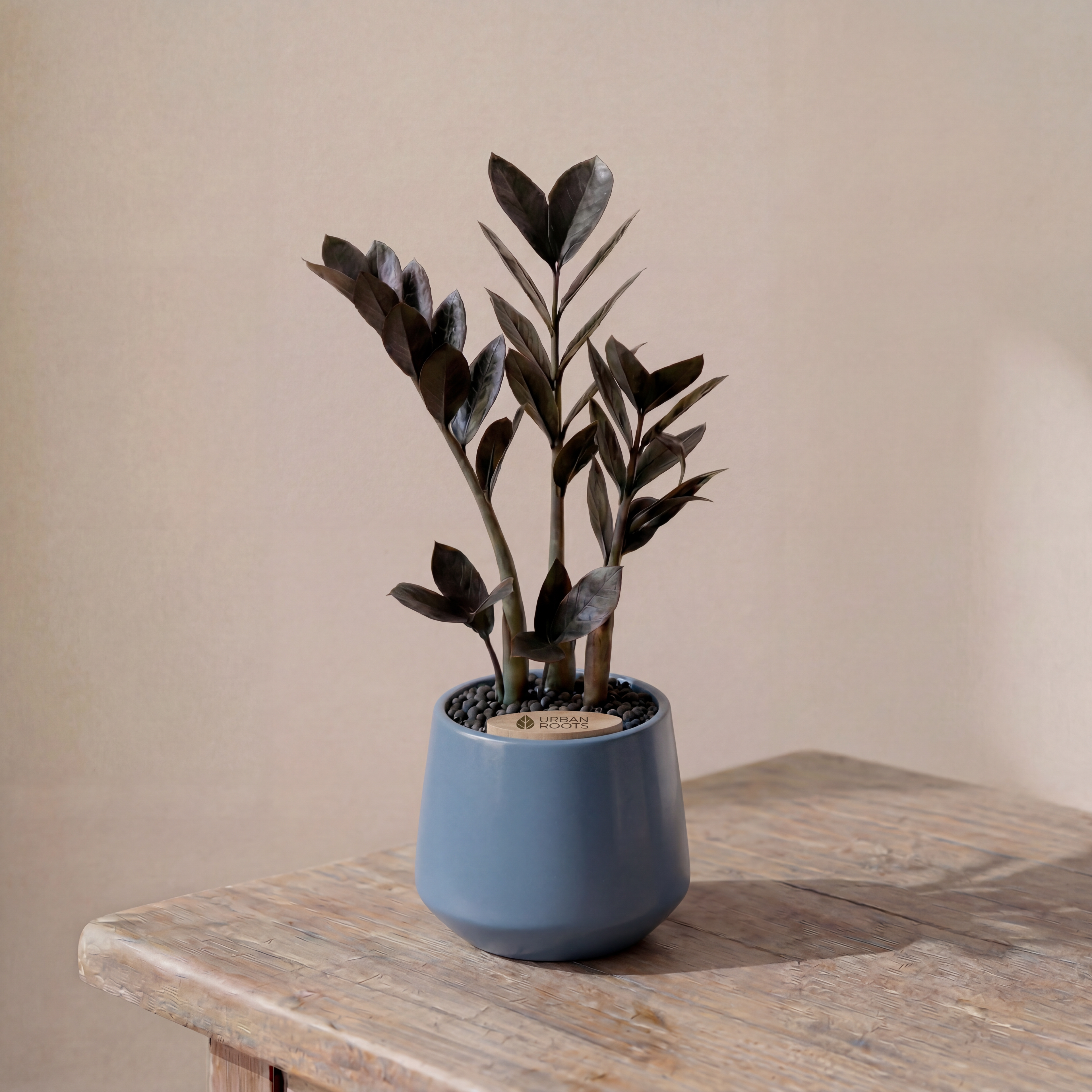 ZZ Plant in Toto pot