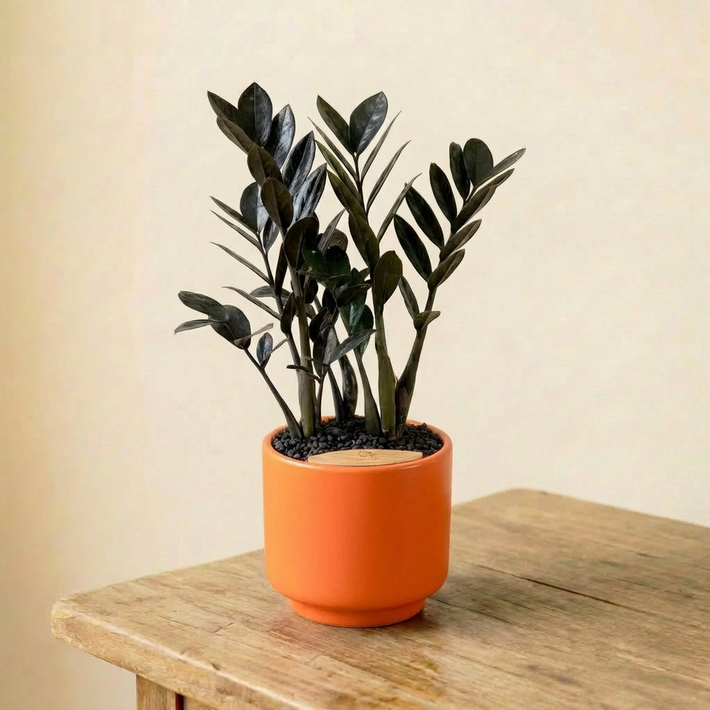 ZZ Plant in Haku pot
