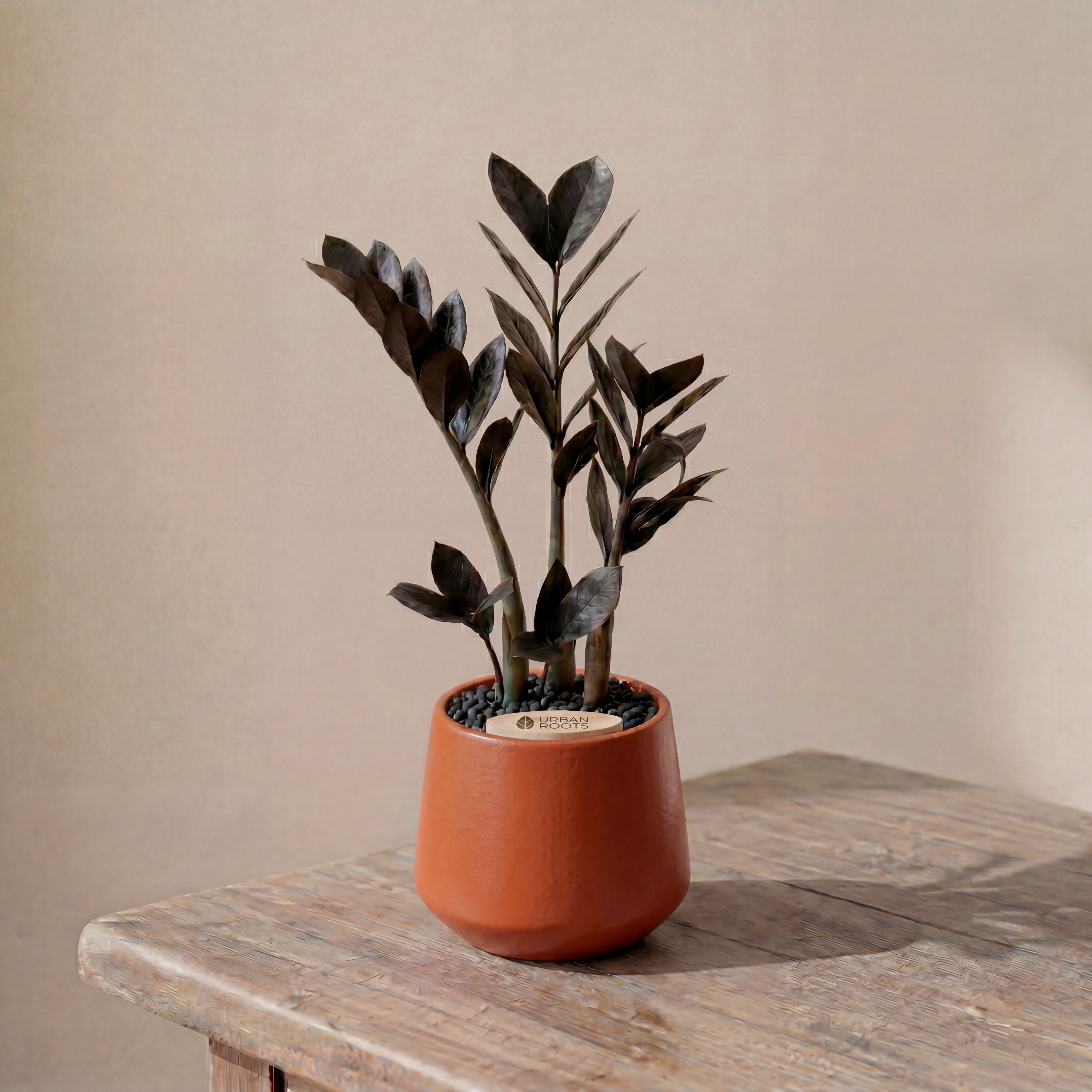 ZZ Plant in Toto pot