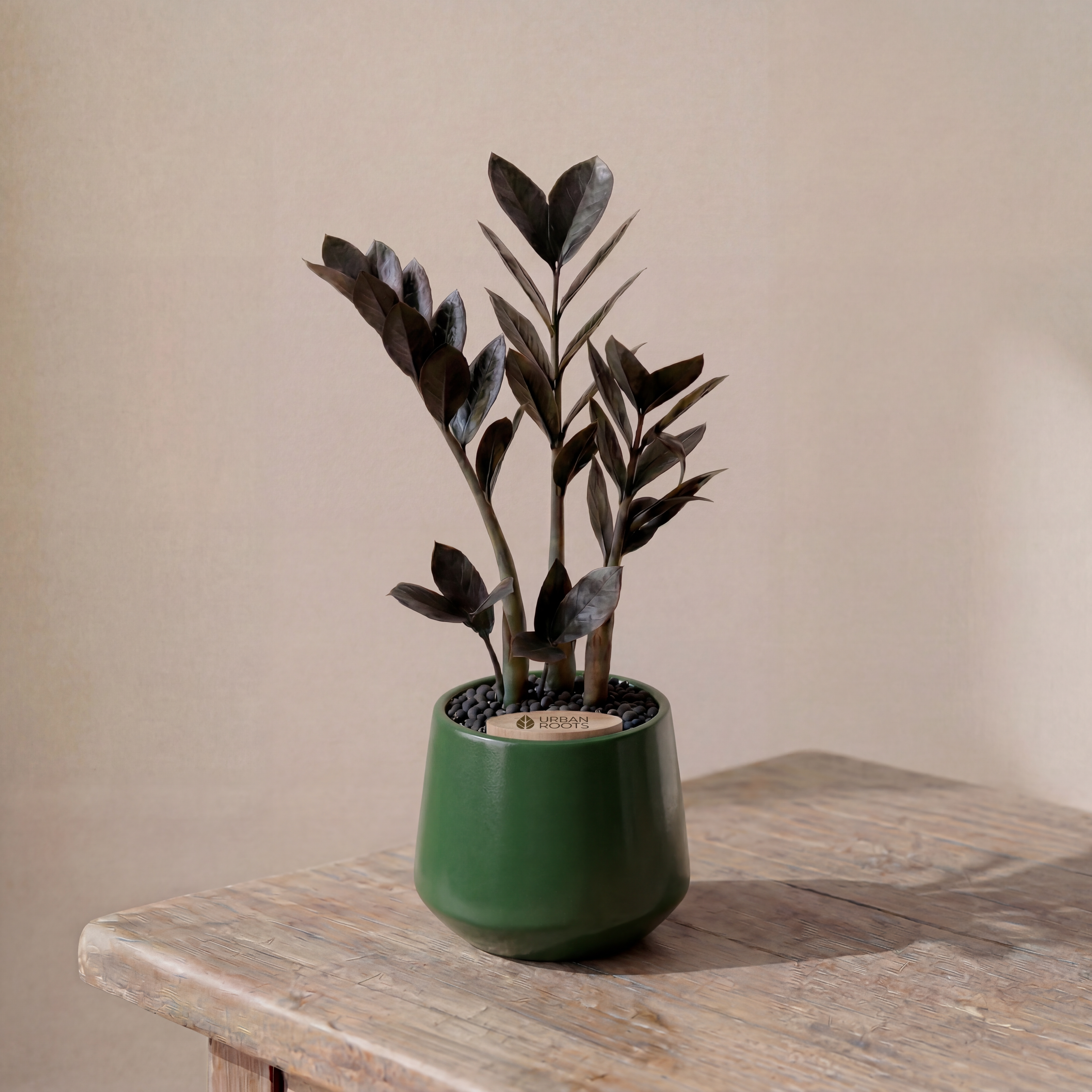 ZZ Plant in Toto pot