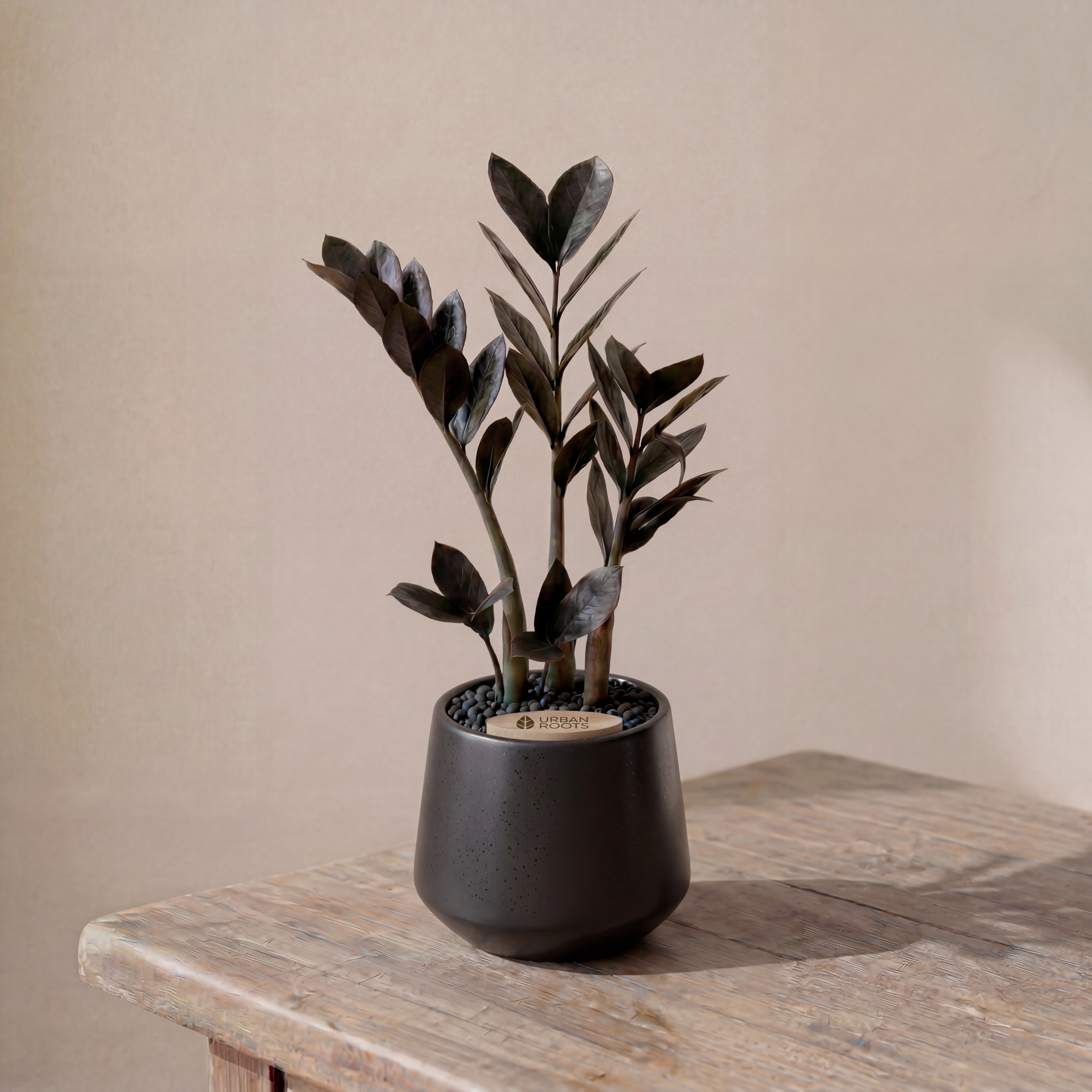 ZZ Plant in Toto pot