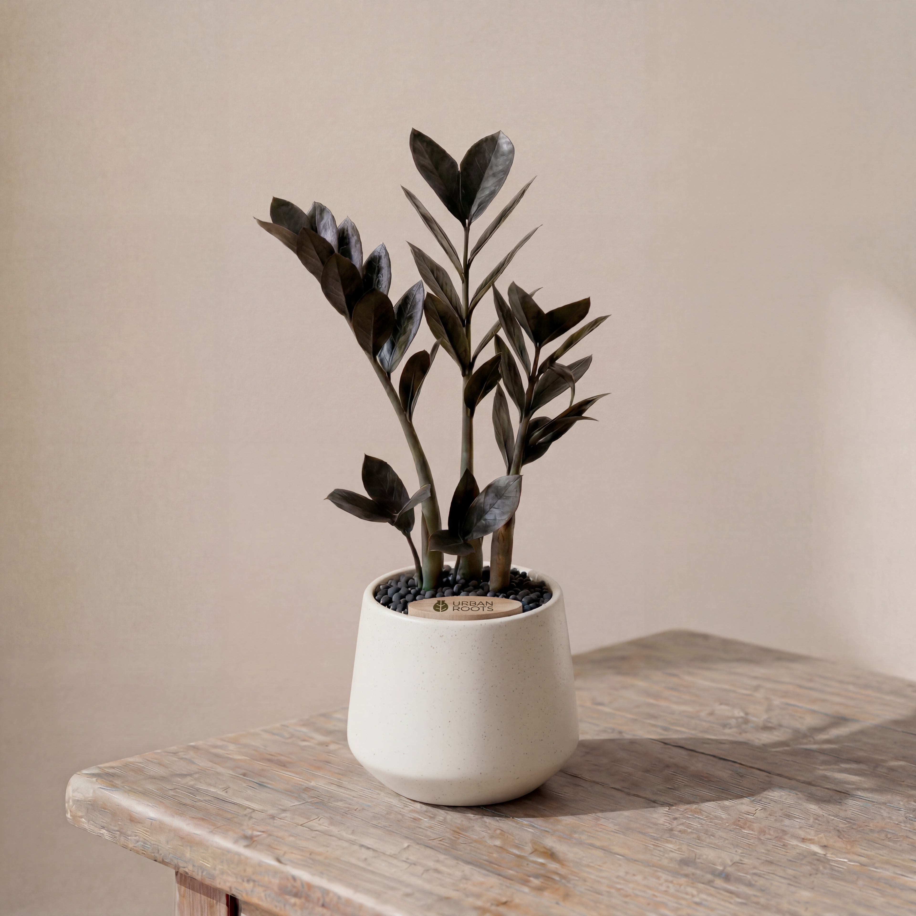 ZZ Plant in Toto pot