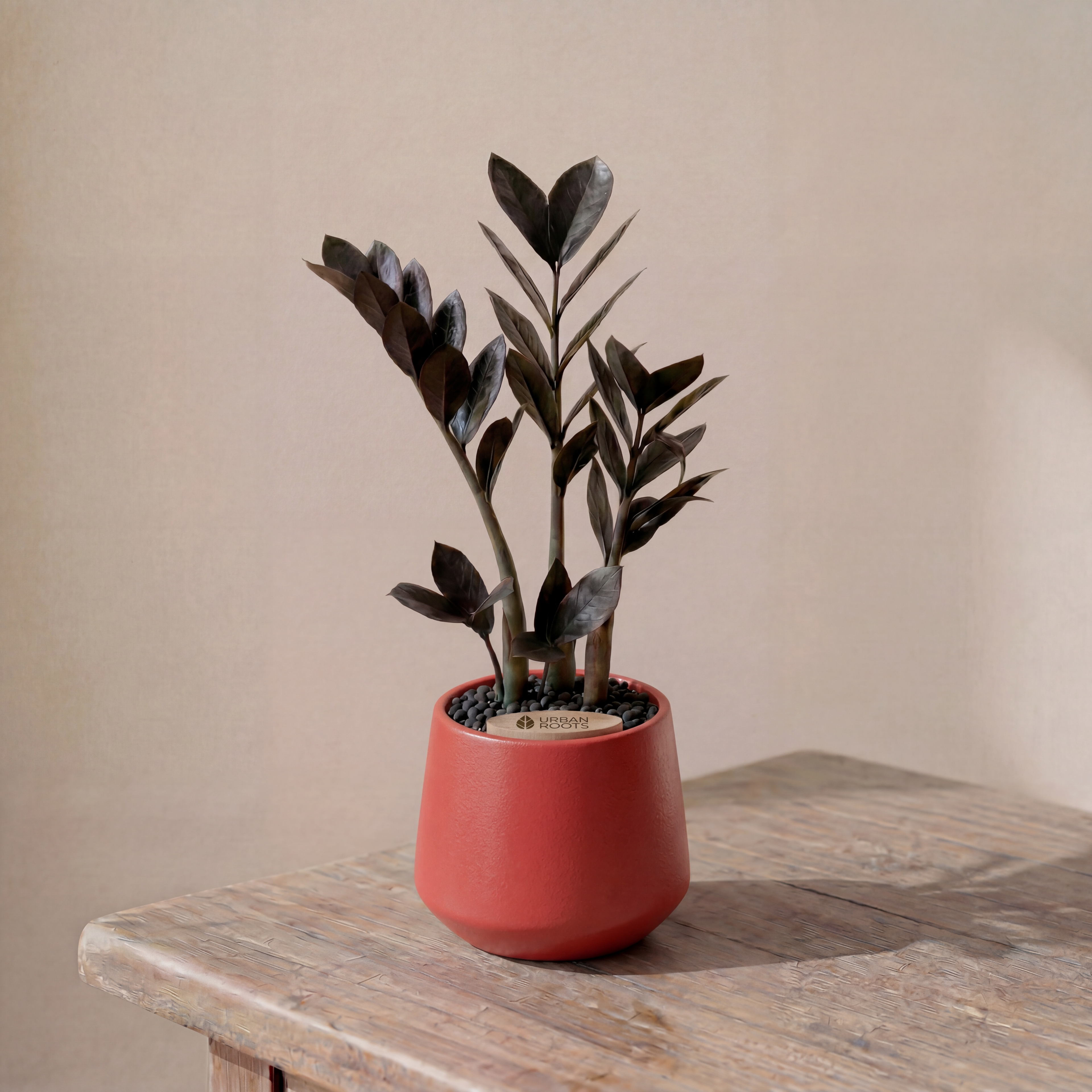 ZZ Plant in Toto pot