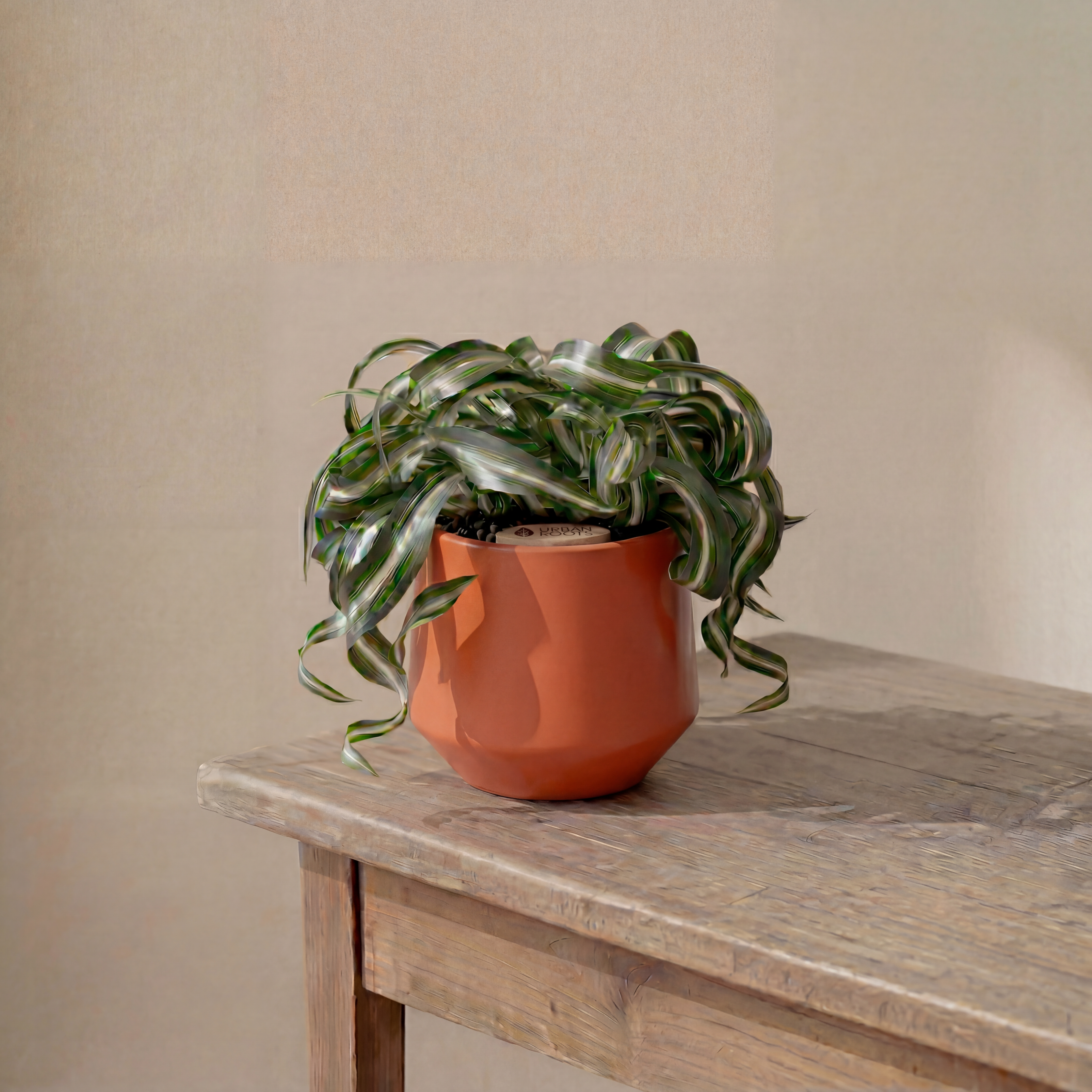 Bonnie Spider Plant in Toto pot (Chlorophytum comosum)