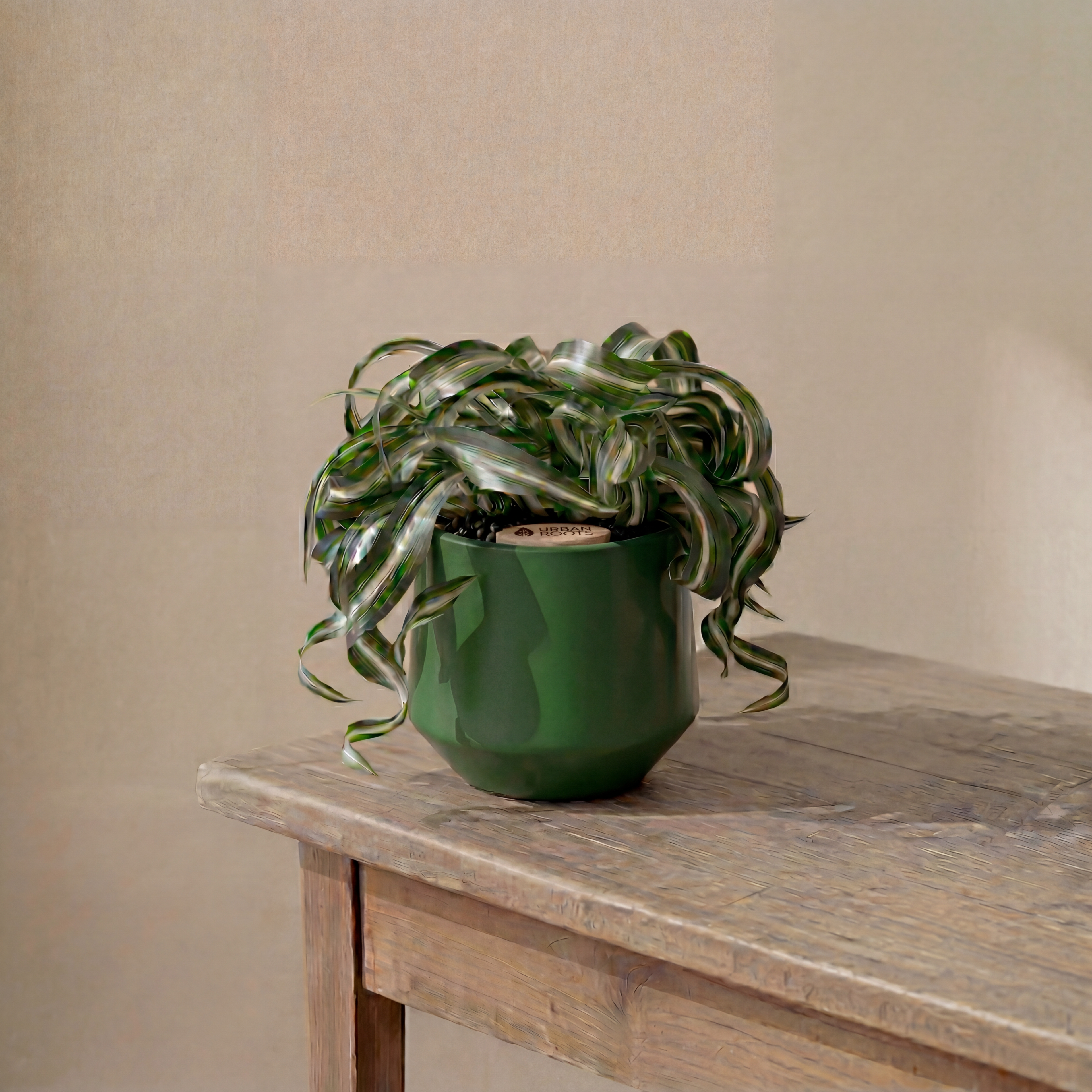 Bonnie Spider Plant in Toto pot (Chlorophytum comosum)